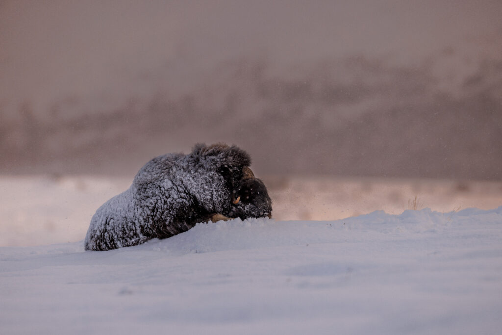 Boeuf Musqué ©Jacques Bibinet - Photographe animalier