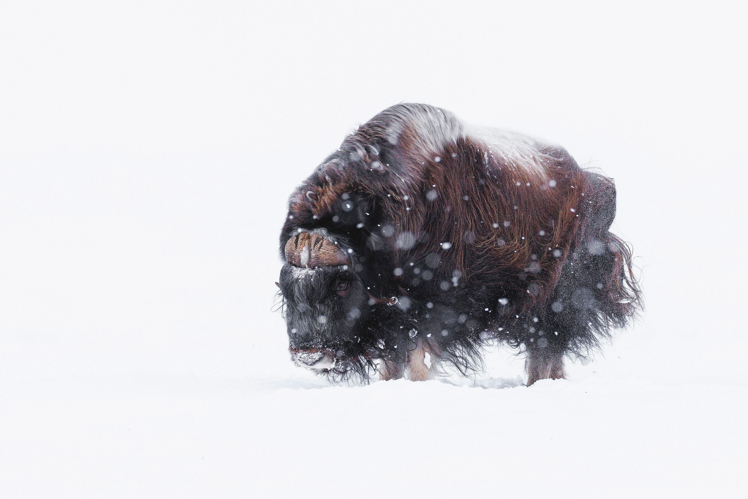 Boeuf Musqué dans la tempête de neige