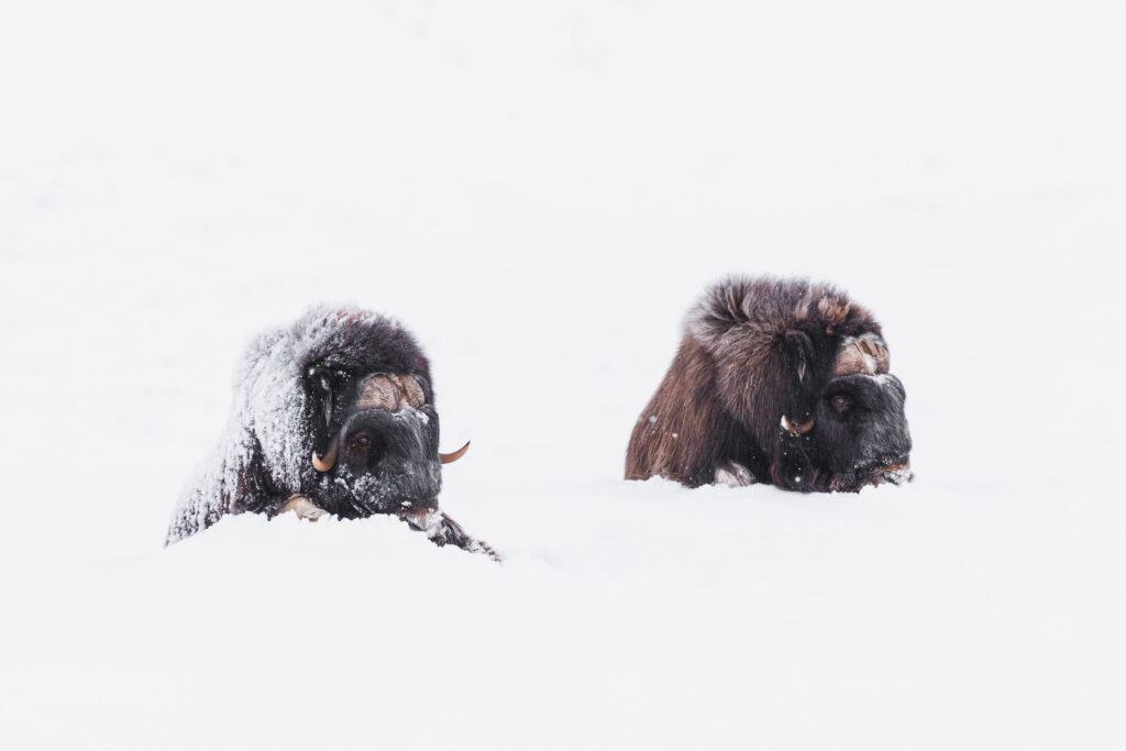 Boeuf Musqué ©Jacques Bibinet - Photographe animalier