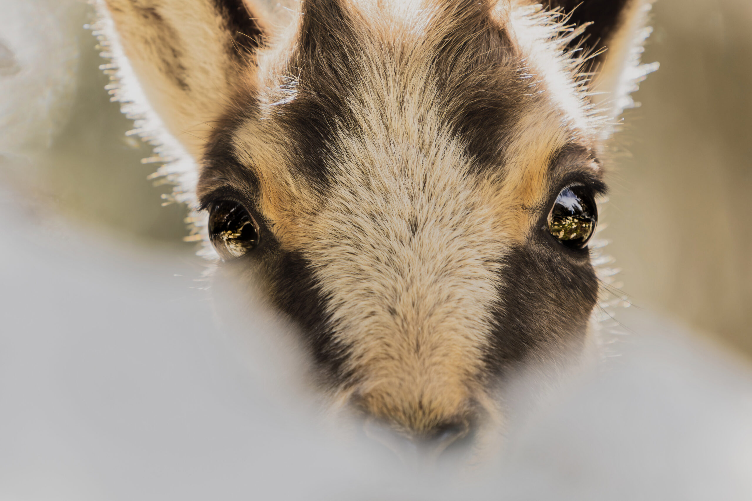 Chamois juvénile