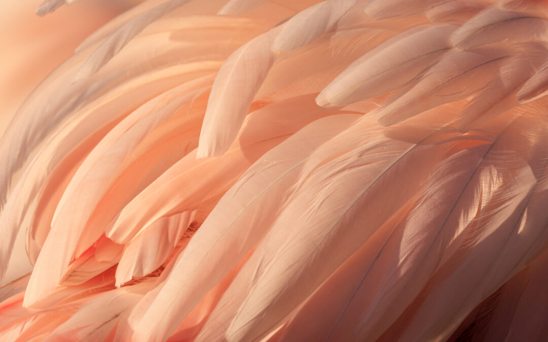 parade nuptiale Du Flamant Rose