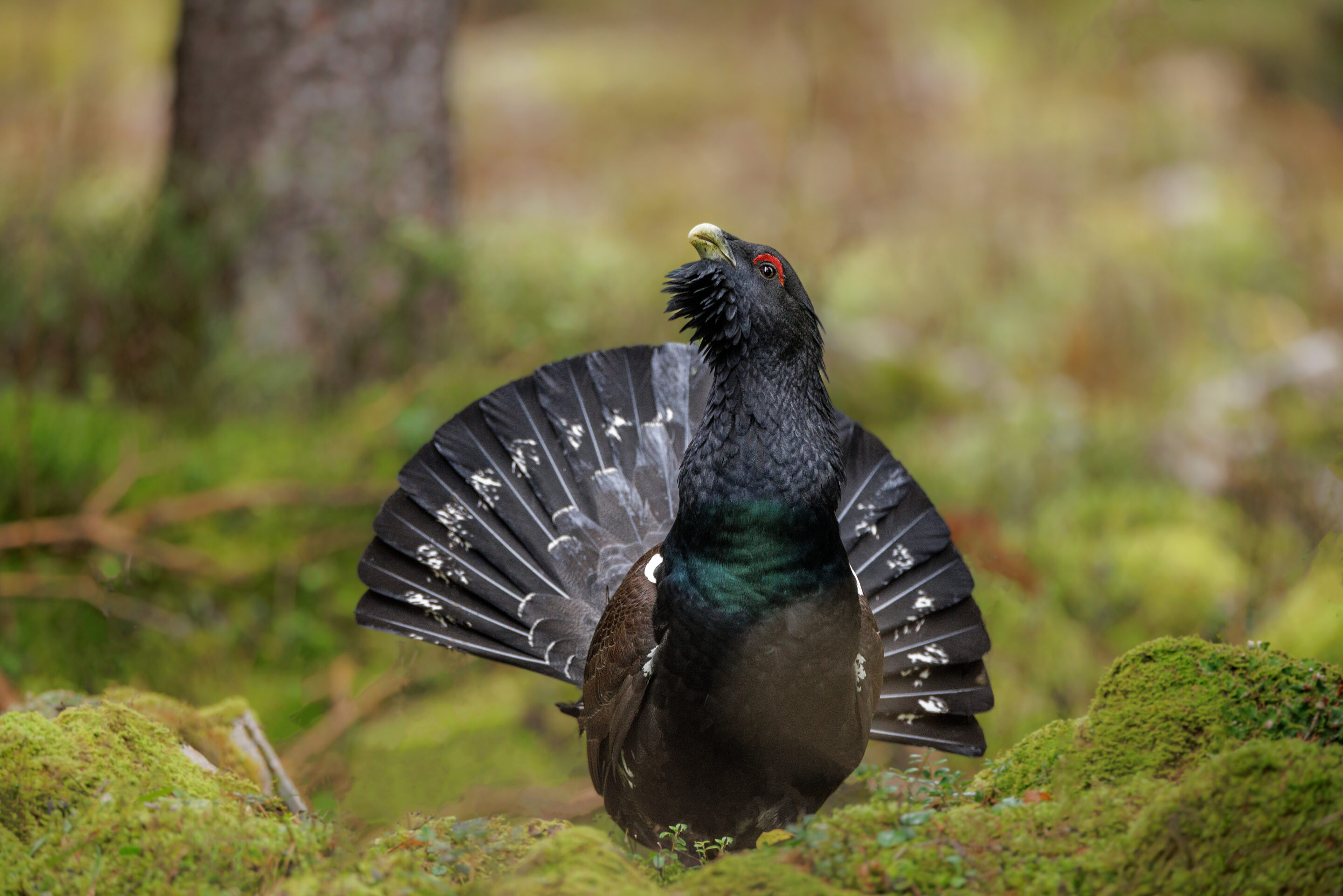 Grand Tétras ©Jacques Bibinet - Photographe animalier