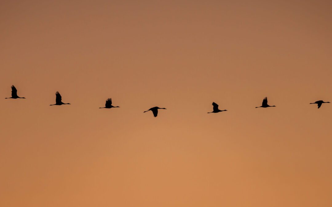 Où Photographier la Grue Cendrée ?