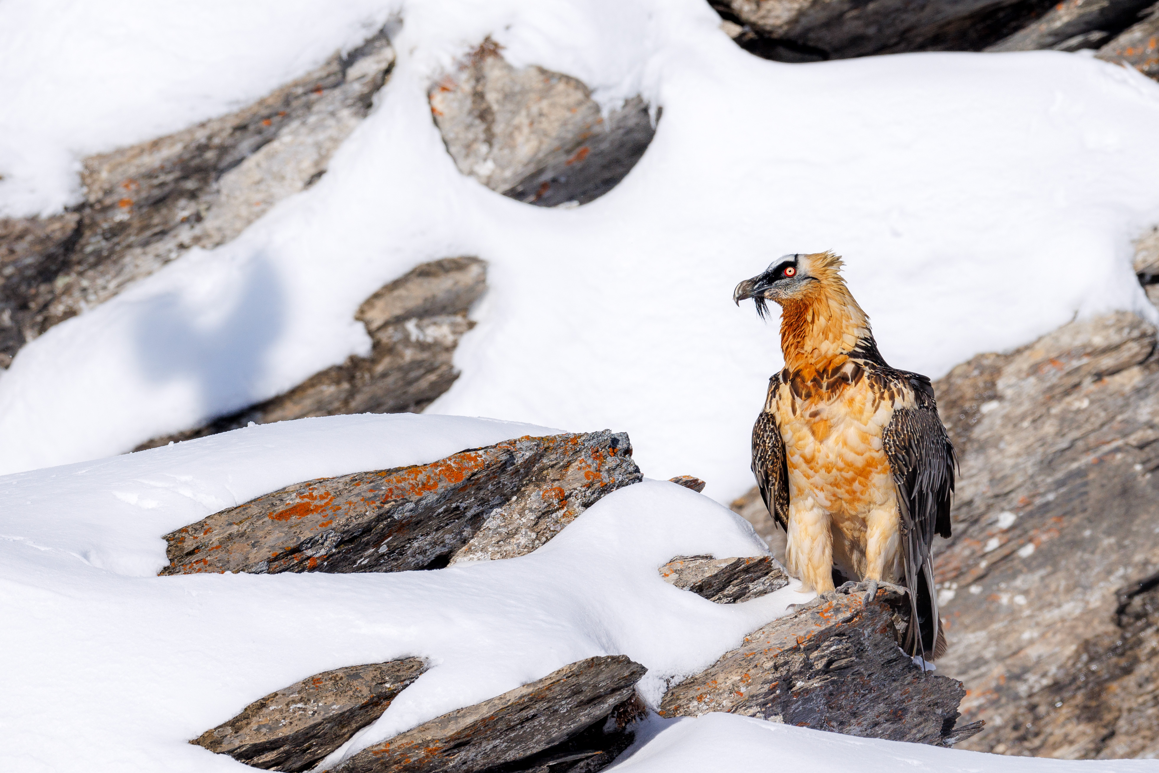 Gypaete Barbu ©Jacques Bibinet - Photographe animalier