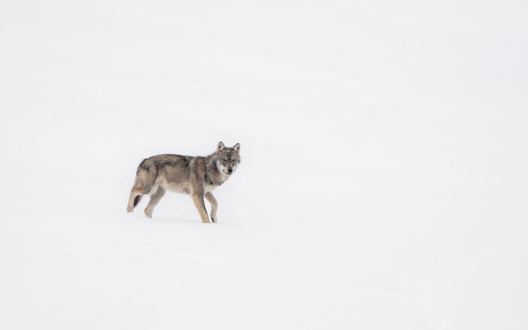 Rencontre avec le Loup en Suisse