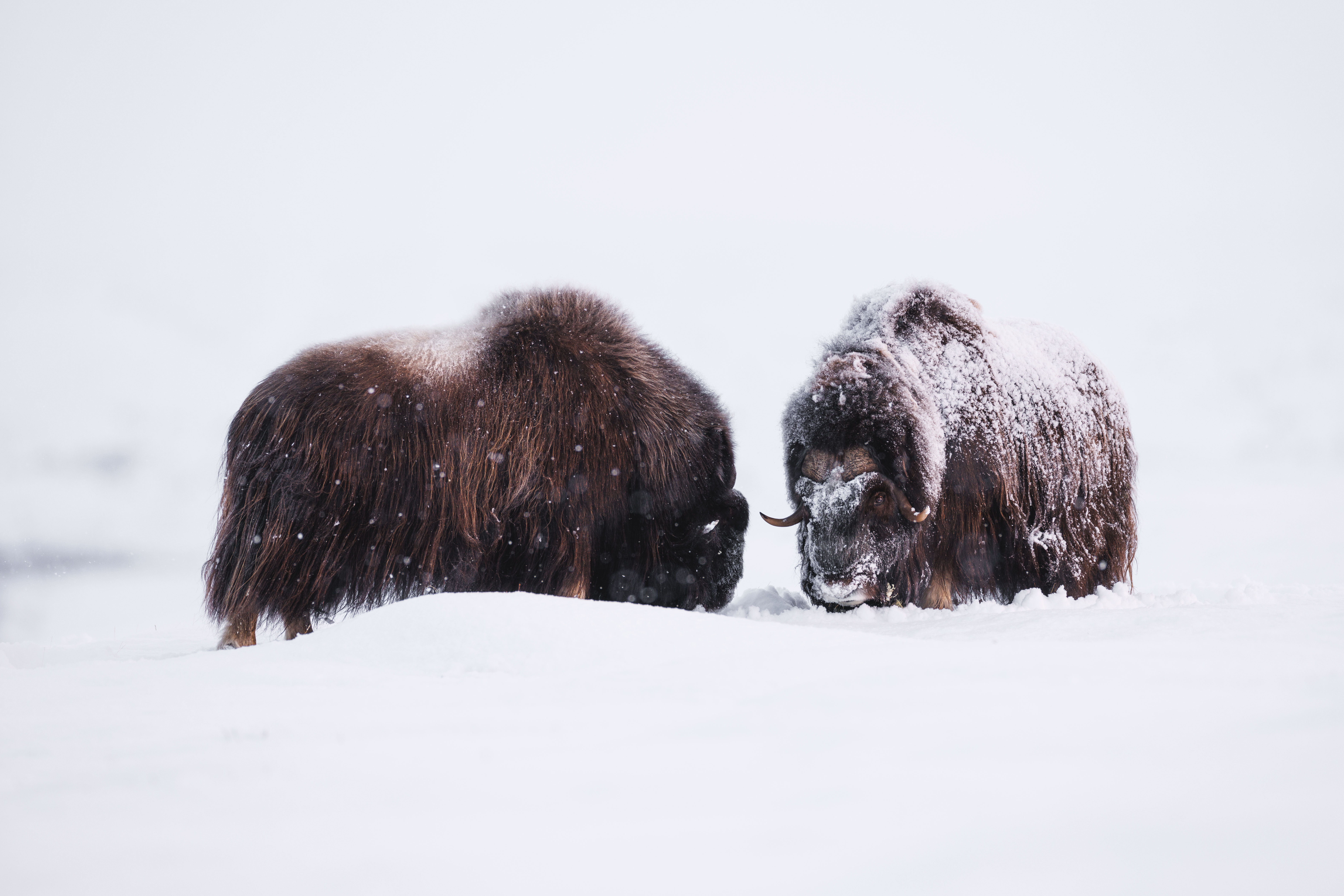 Boeuf Musqué ©Jacques Bibinet - Photographe animalier Boeuf Musqué ©Jacques Bibinet - Photographe animalier