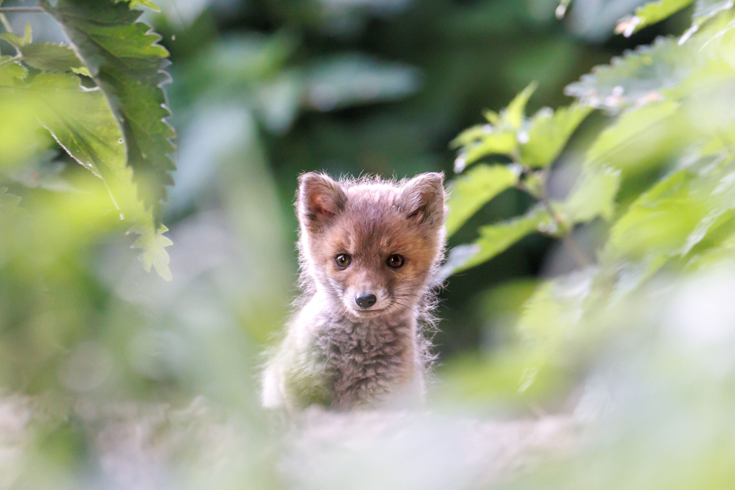 Livre photo animalière