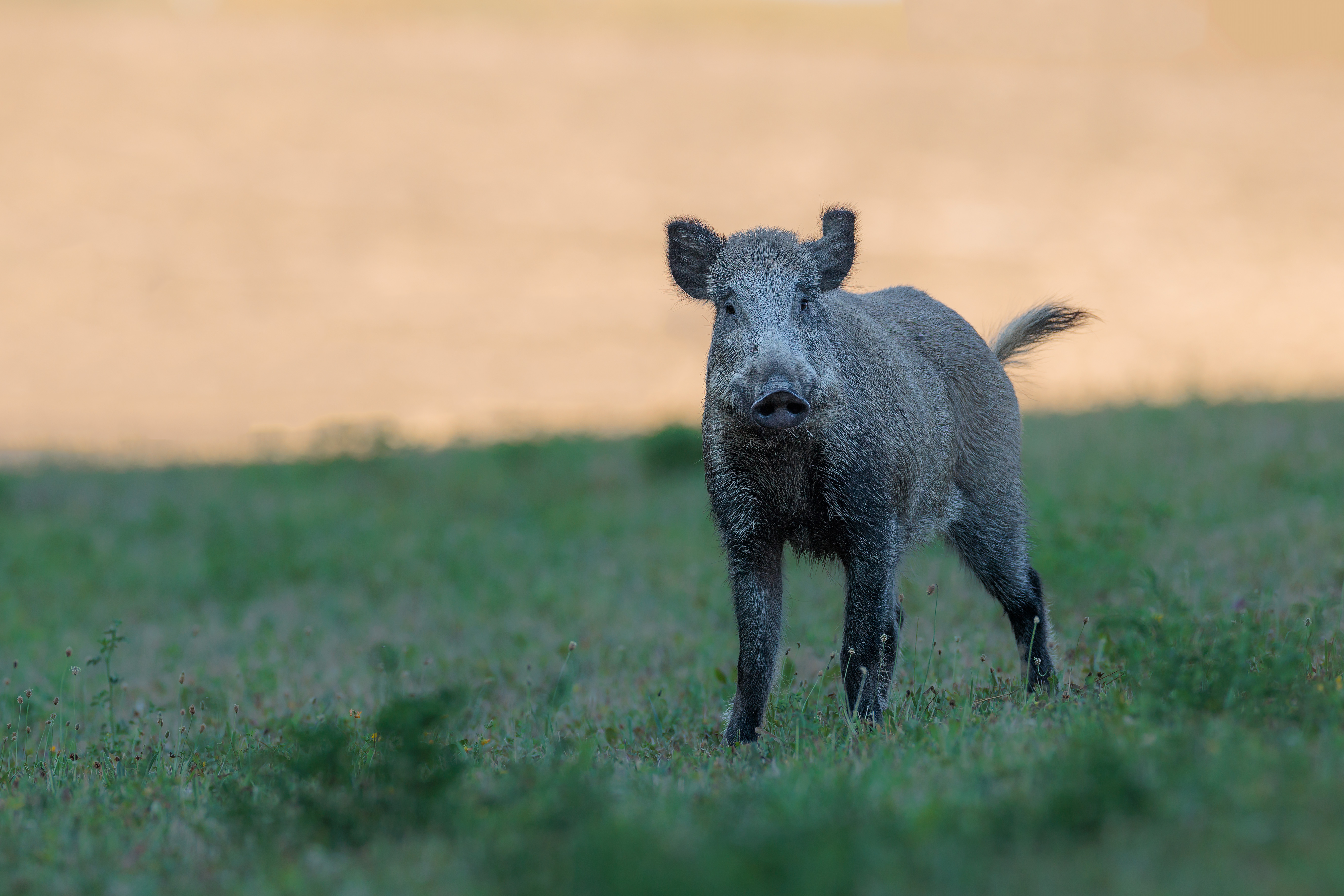 Sanglier ©Jacques Bibinet - Animaux sauvages d'Europe