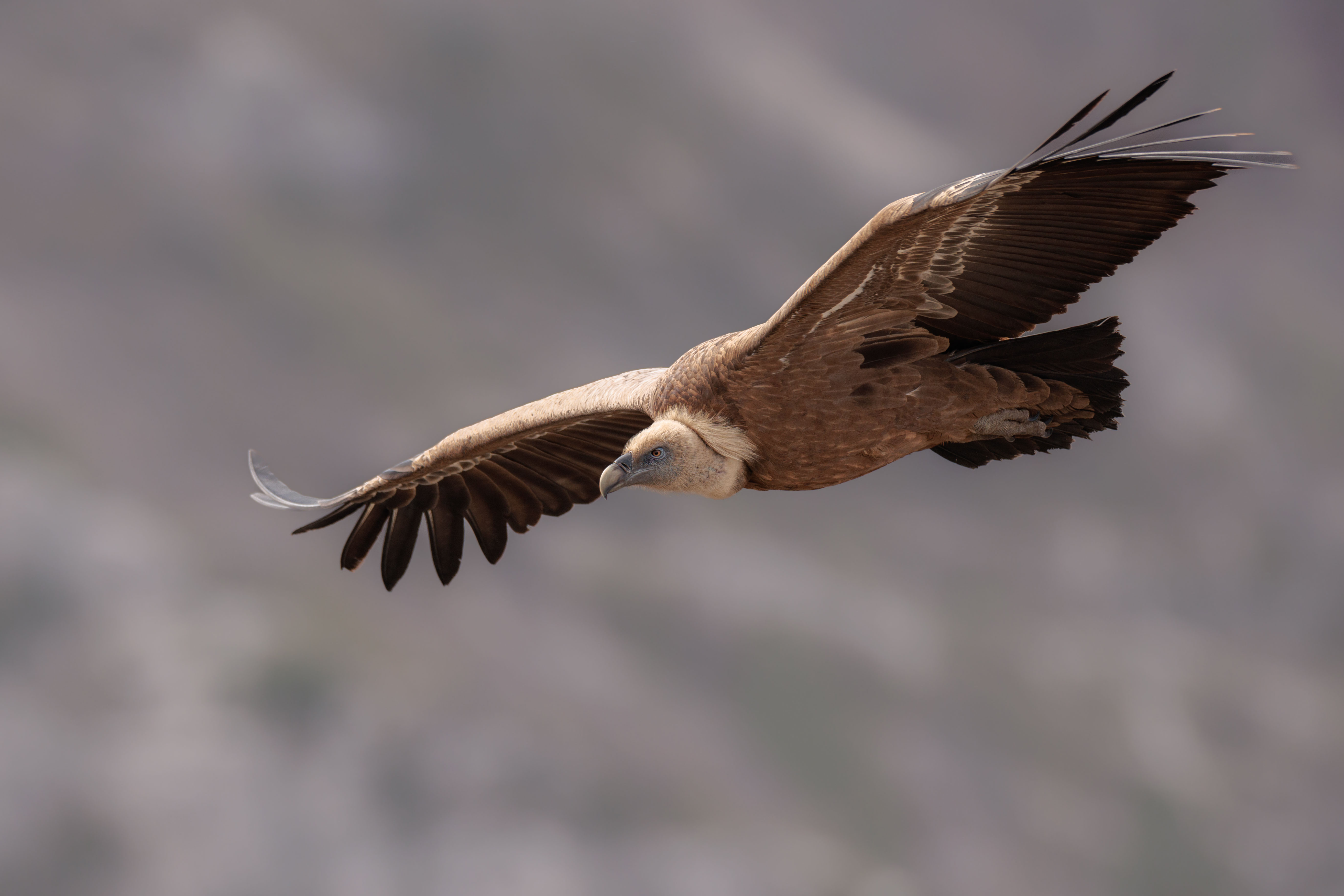 Vautour fauve ©Jacques Bibinet - Photographe animalier