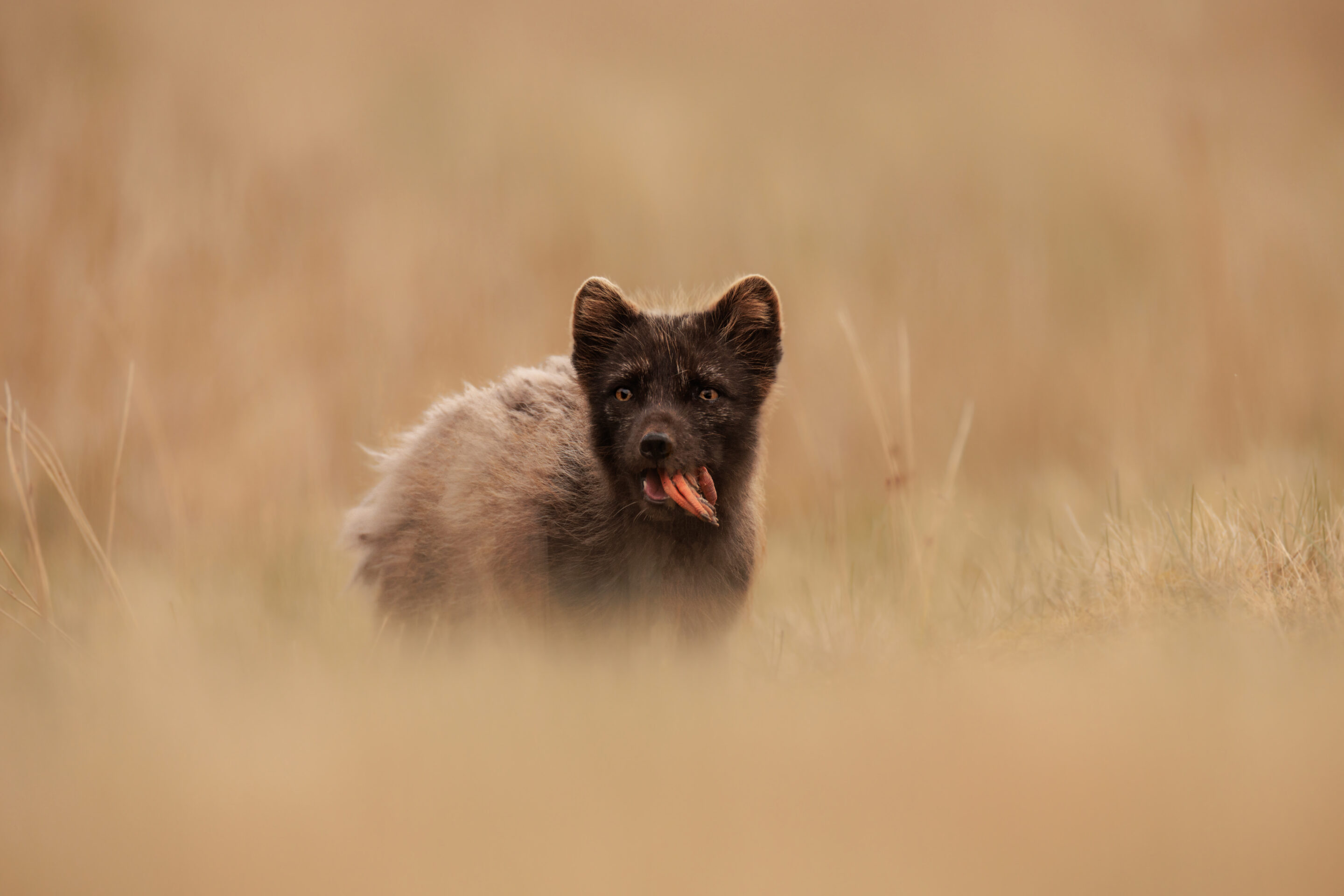 Artic Fox ©Jacques Bibinet - Photographe animalier Artic Fox ©Jacques Bibinet - Photographe animalier