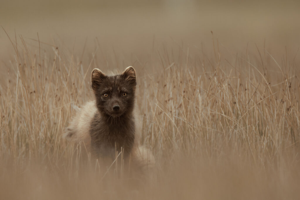 Artic Fox ©Jacques Bibinet - Photographe animalier