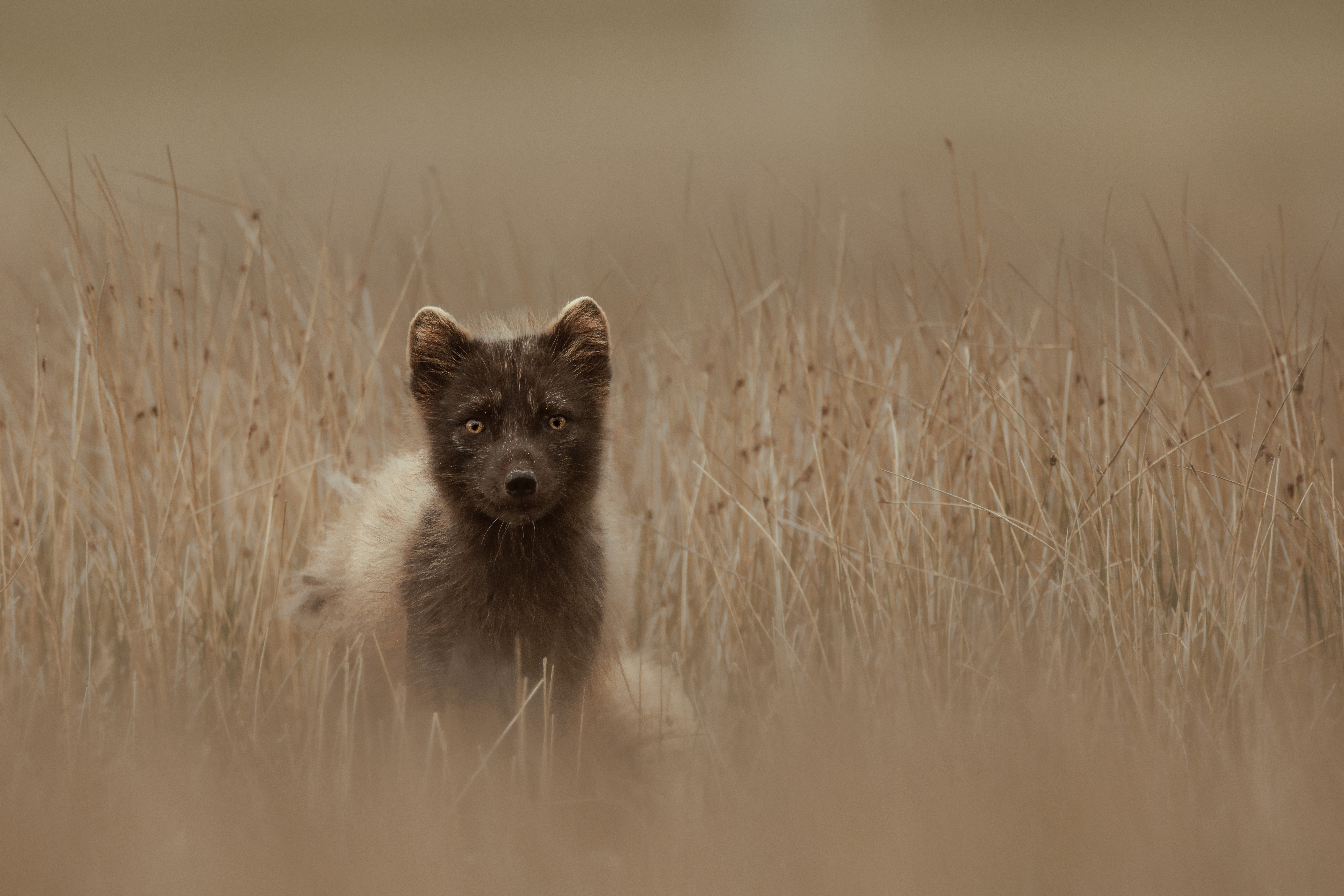 Artic Fox ©Jacques Bibinet - Photographe animalier Artic Fox ©Jacques Bibinet - Photographe animalier