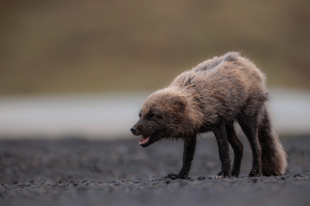Artic Fox ©Jacques Bibinet - Photographe animalier