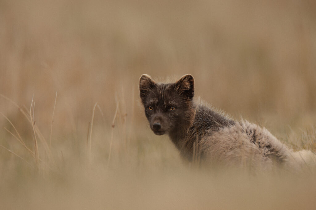 Artic Fox ©Jacques Bibinet - Photographe animalier