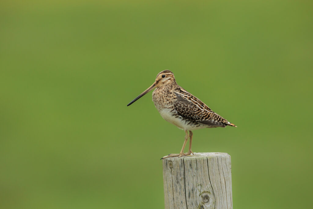 Bécassine des Marais ©Jacques Bibinet - Photographe animalier