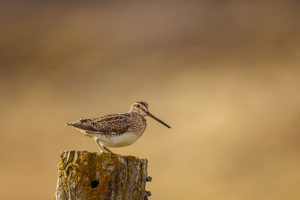 Bécassine des Marais ©Jacques Bibinet - Photographe animalier