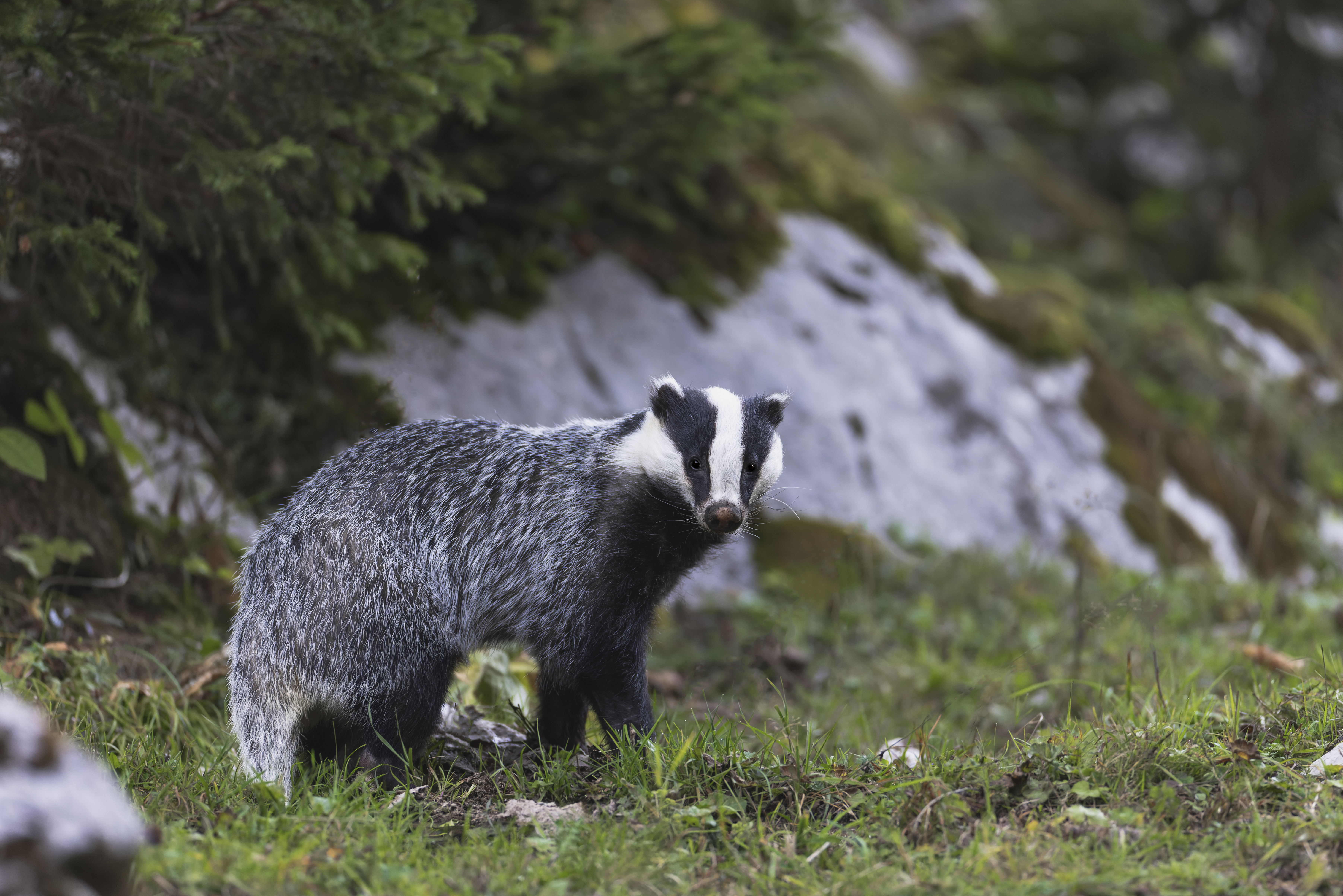 Blaireau ©Jacques Bibinet - Animaux sauvages d'Europe