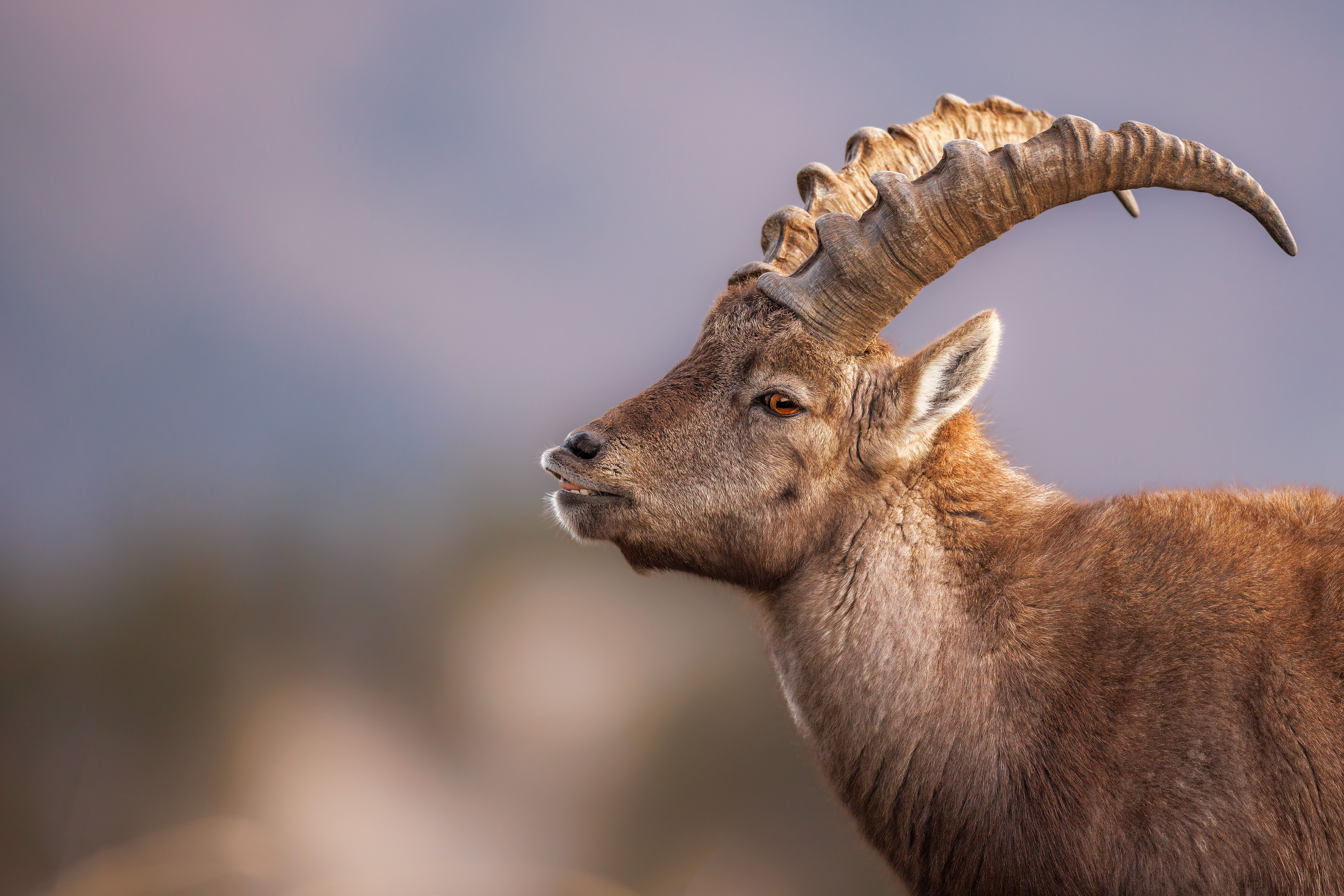 Bouquetin ©Jacques Bibinet - Animaux sauvages d'Europe