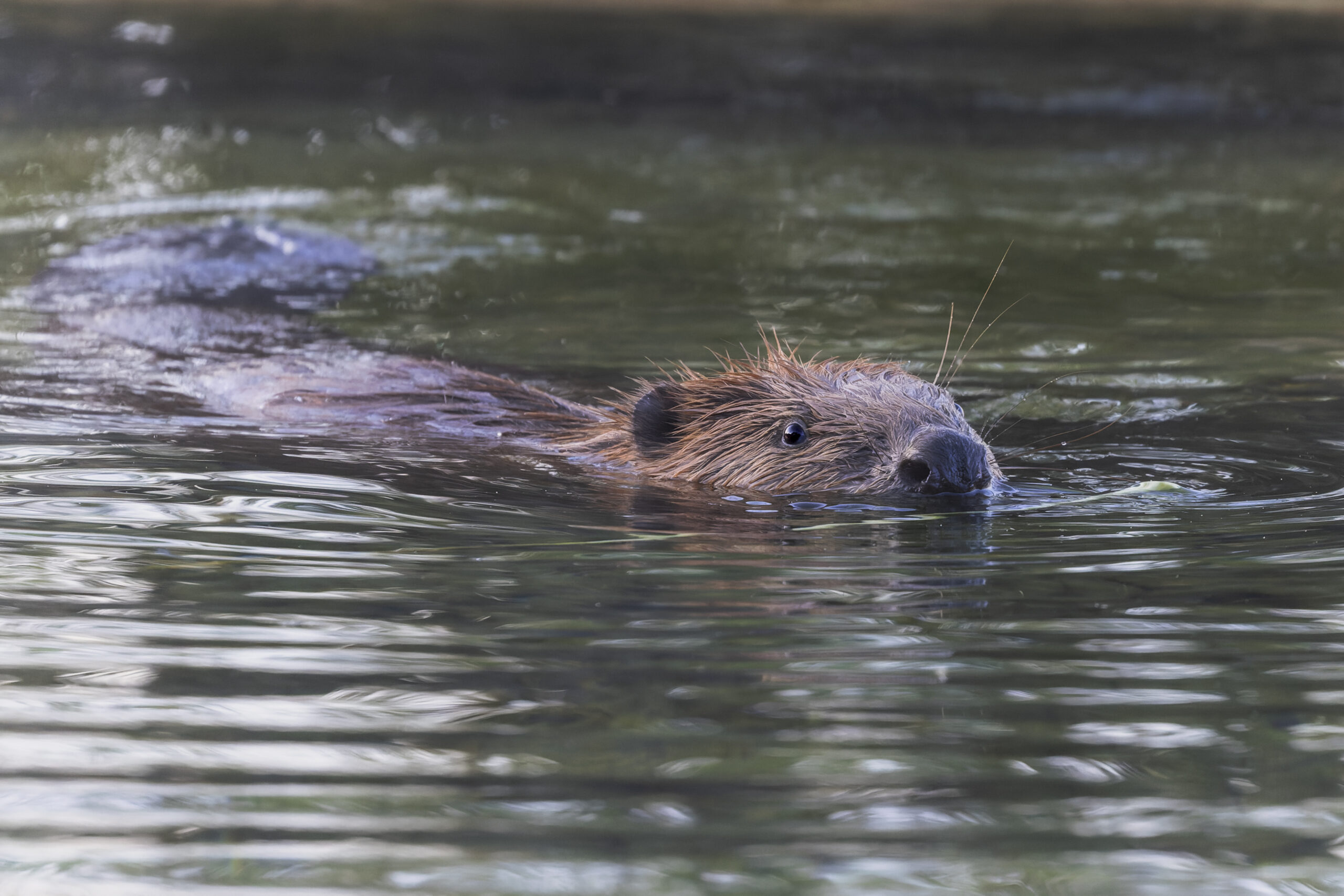 Castor ©Jacques Bibinet - Animaux sauvages d'Europe