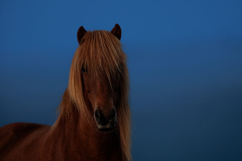 Cheval Islandais ©Jacques Bibinet - Photographe animalier