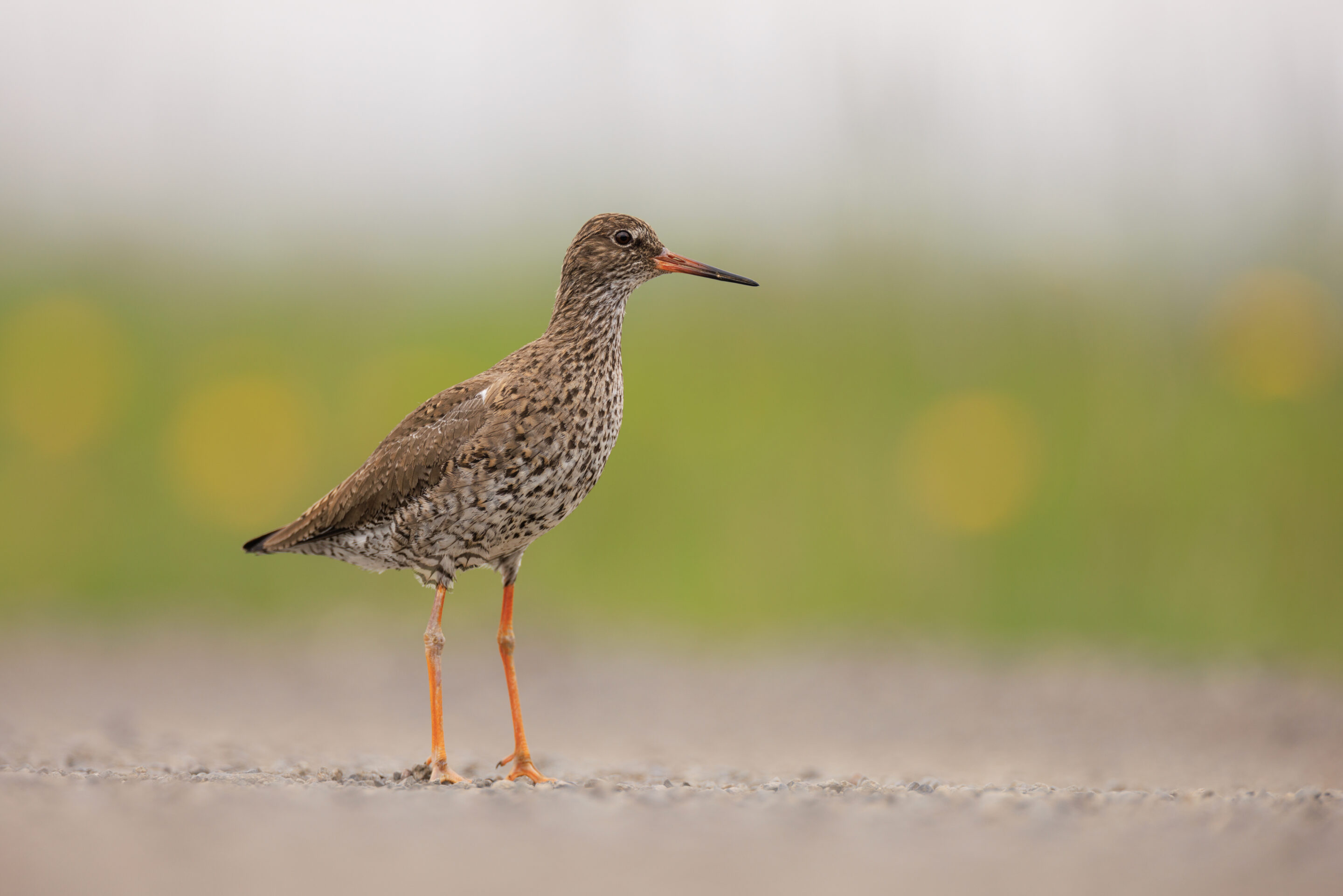 Chevalier Gambette ©Jacques Bibinet - Photographe animalier Chevalier Gambette ©Jacques Bibinet - Photographe animalier
