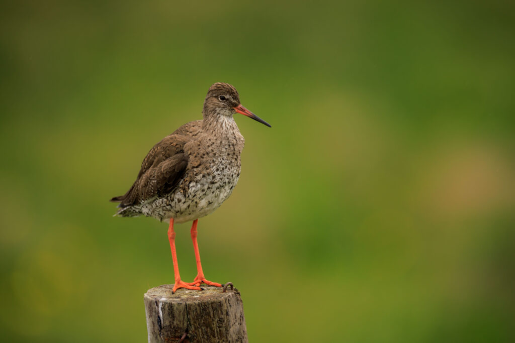 Chevalier Gambette ©Jacques Bibinet - Photographe animalier