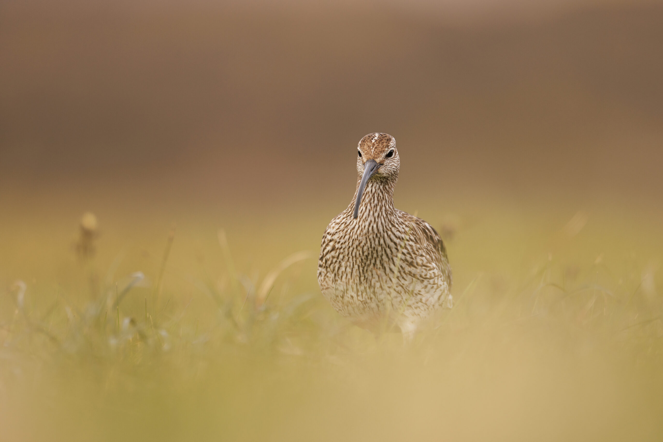 Courlis Corlieu ©Jacques Bibinet - Photographe animalier