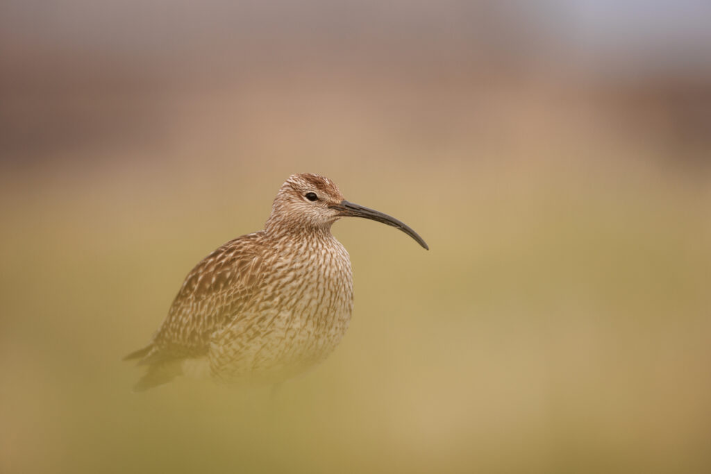 Courlis Corlieu ©Jacques Bibinet - Photographe animalier