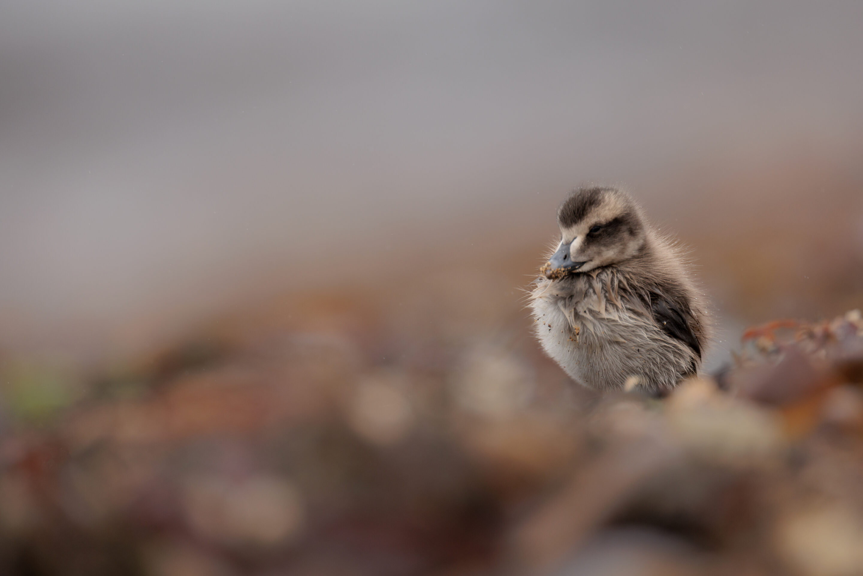 Eider à Duvet ©Jacques Bibinet - Photographe animalier Eider à Duvet ©Jacques Bibinet - Photographe animalier