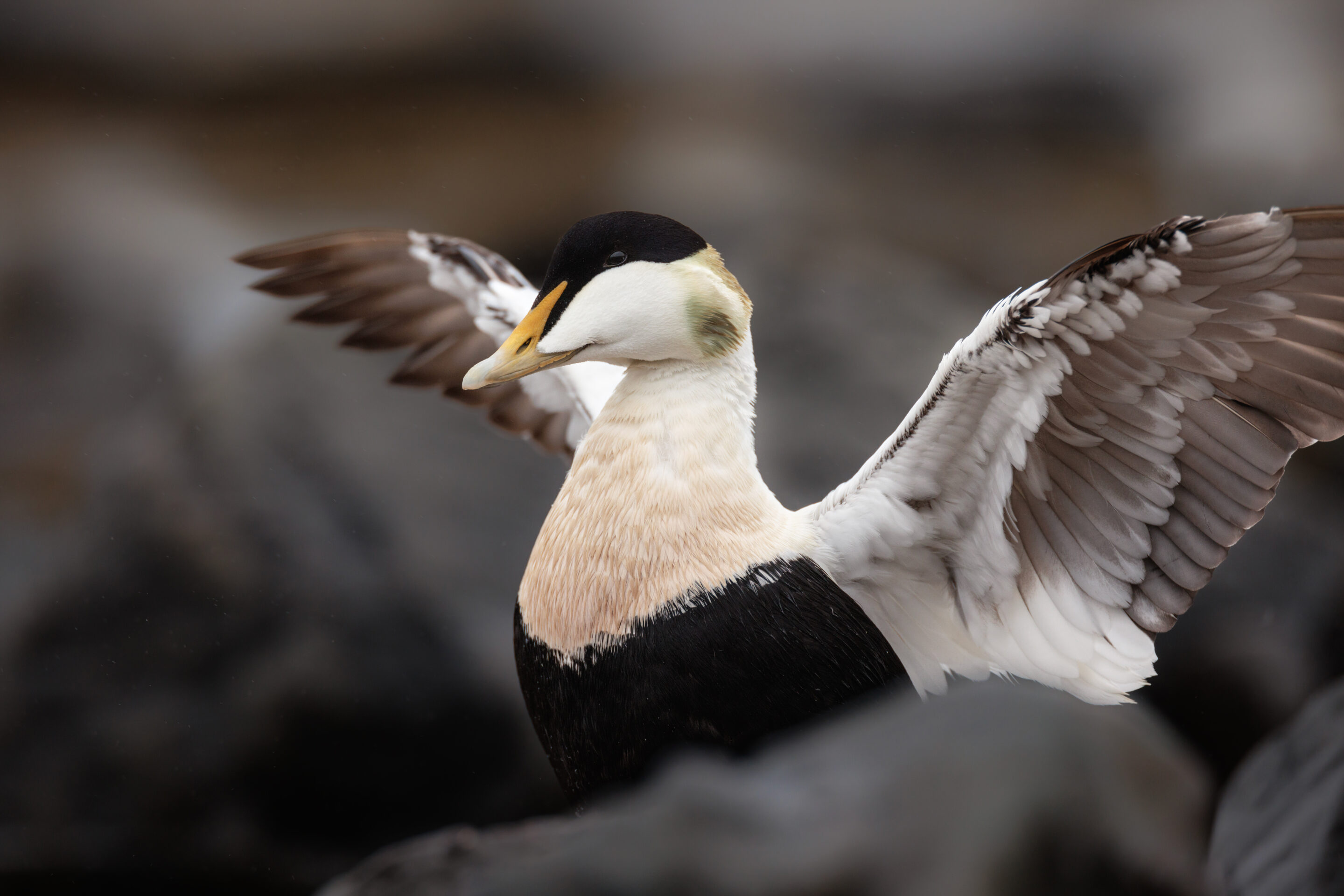 Eider à Duvet ©Jacques Bibinet - Photographe animalier Eider à Duvet ©Jacques Bibinet - Photographe animalier