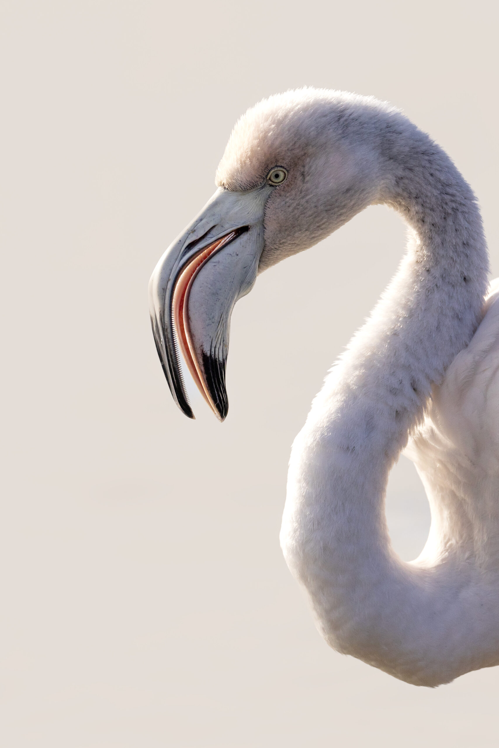 Flamant Rose juvénile ©Jacques Bibinet – Photographe animalier Flamant Rose juvénile ©Jacques Bibinet - Animaux sauvages d'Europe