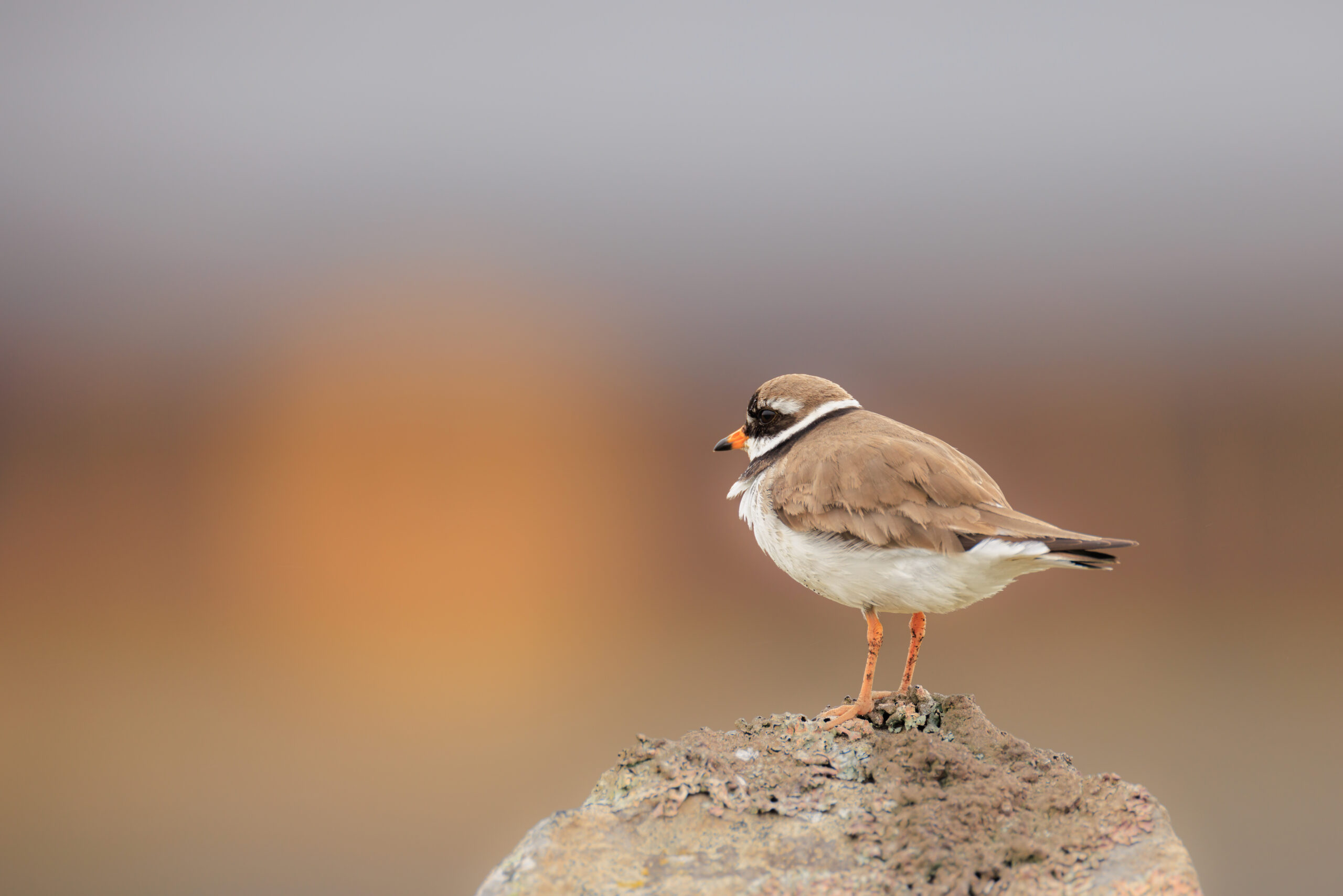 Grand Gravelot ©Jacques Bibinet - Photographe animalier