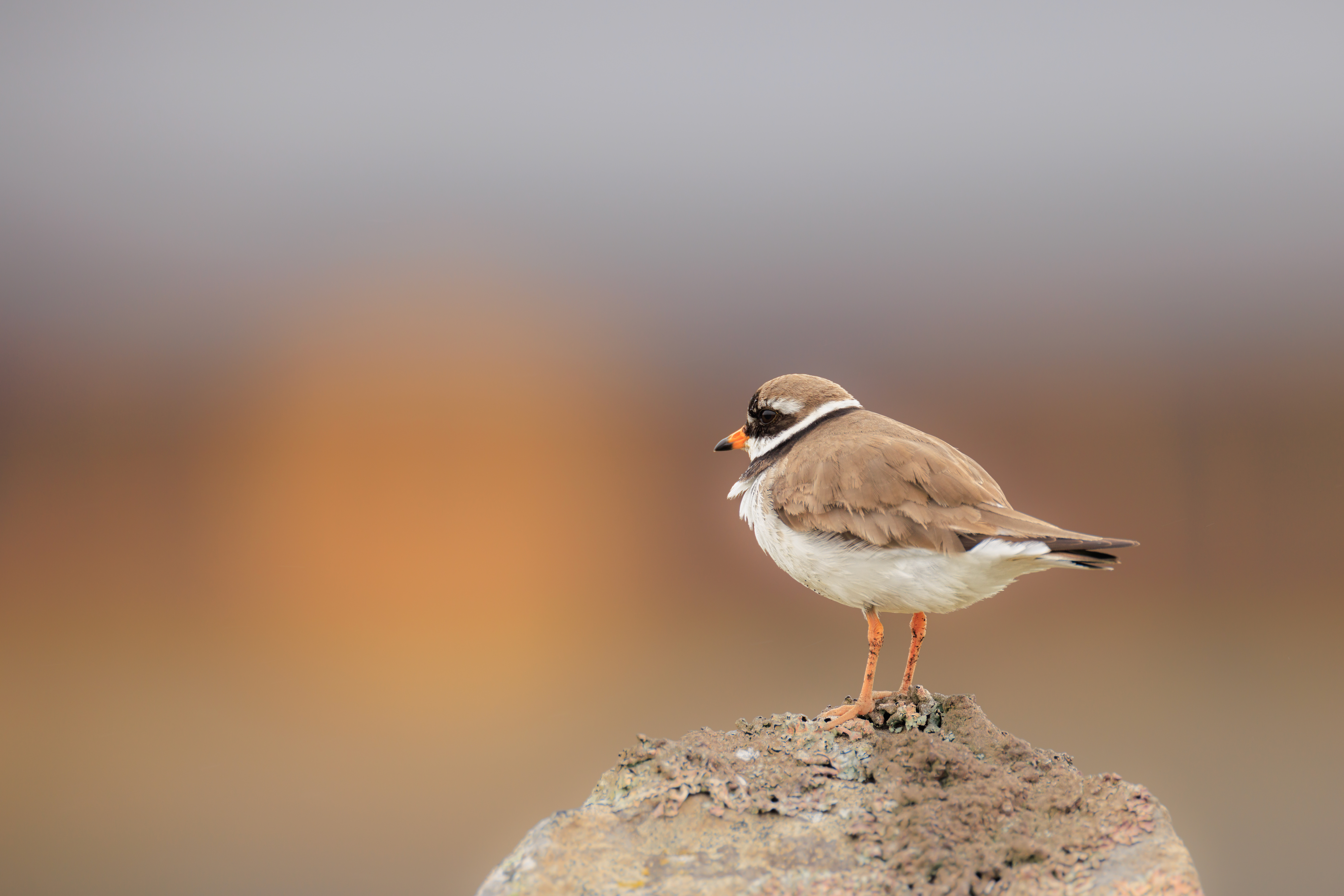 Grand Gravelot ©Jacques Bibinet - Photographe animalier Grand Gravelot ©Jacques Bibinet - Photographe animalier
