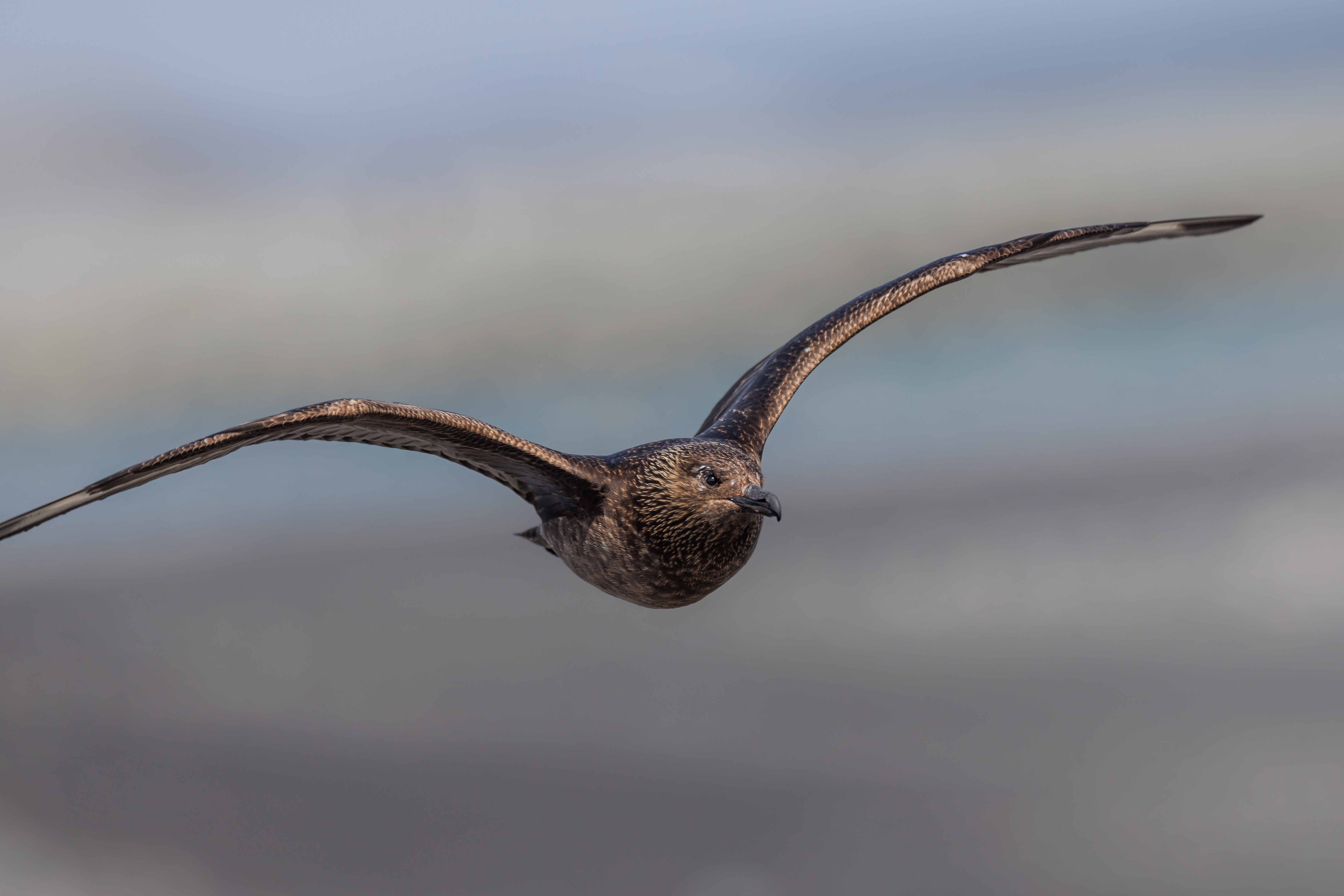 Grand Labe ©Jacques Bibinet - Photographe animalier Grand Labe ©Jacques Bibinet - Photographe animalier