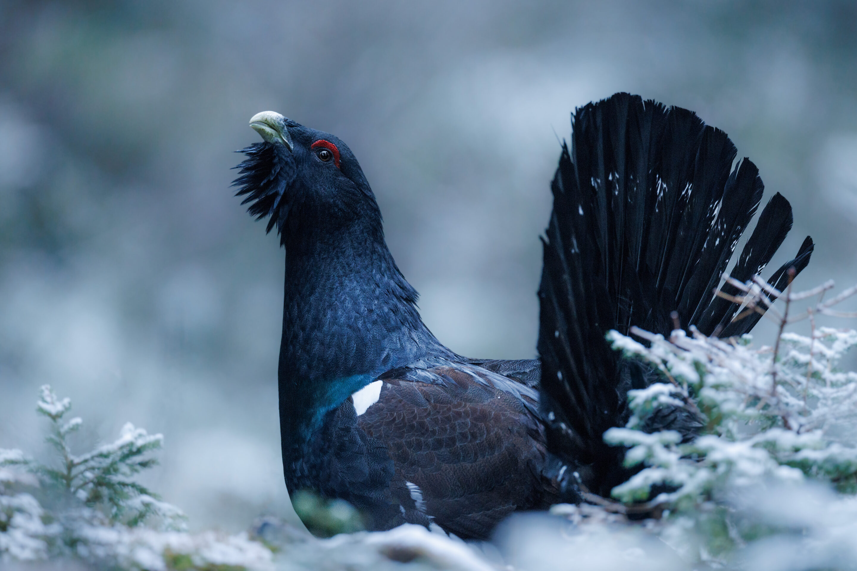 Grand Tetras ©Jacques Bibinet - Photographe animalier