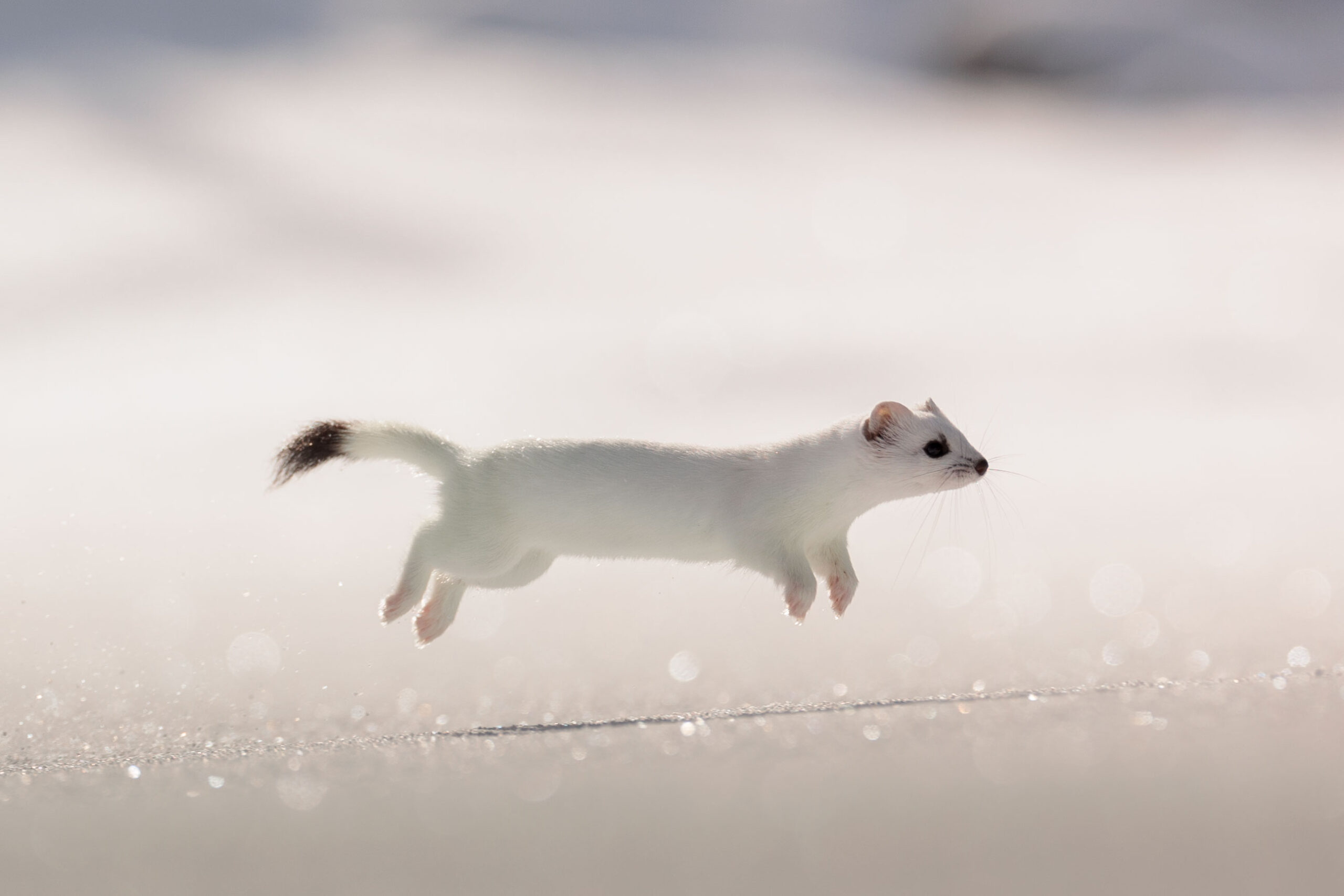 Hermine ©Jacques Bibinet - Animaux sauvages d'Europe