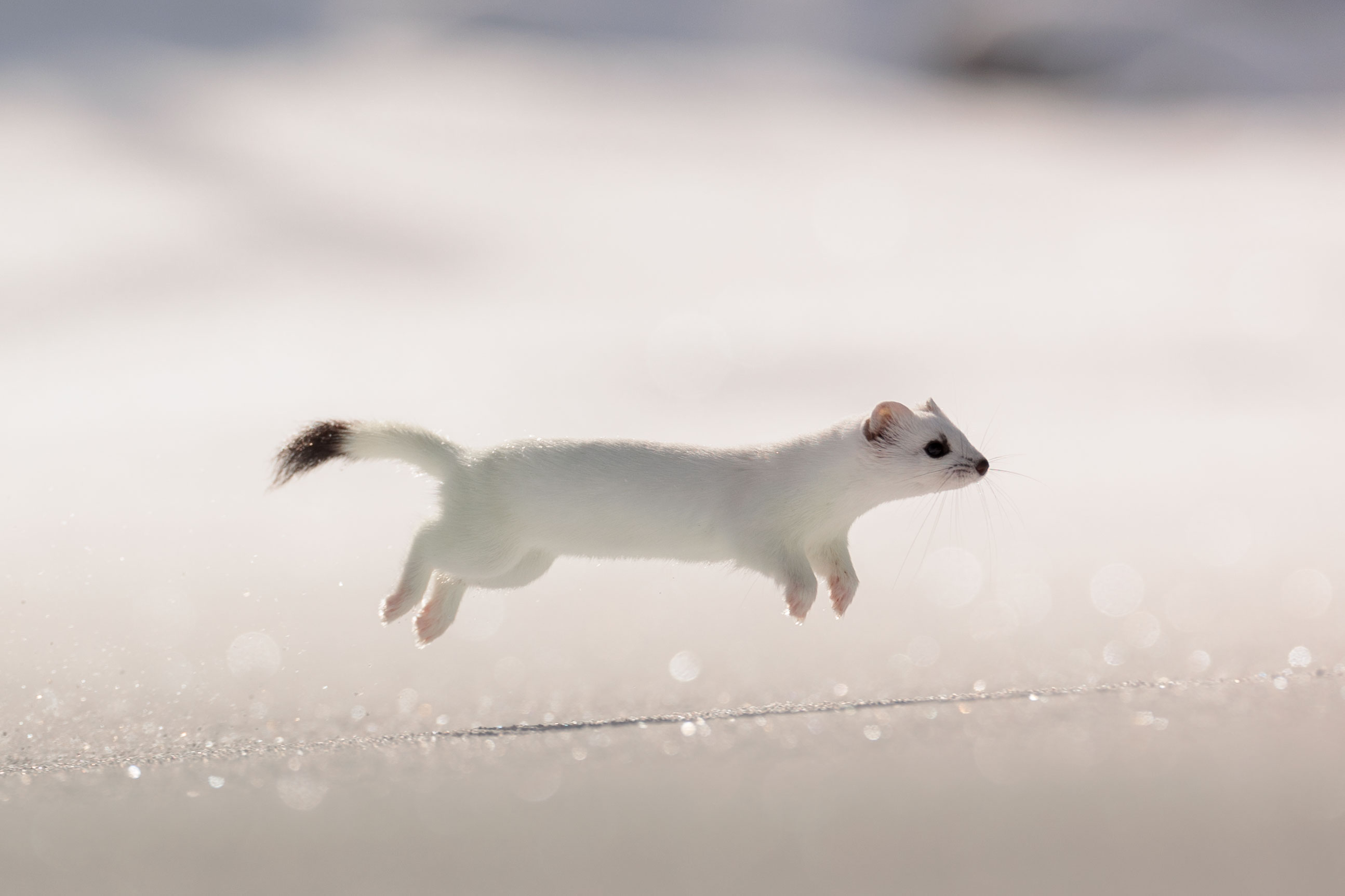 Hermine ©Jacques Bibinet - Animaux sauvages d'Europe