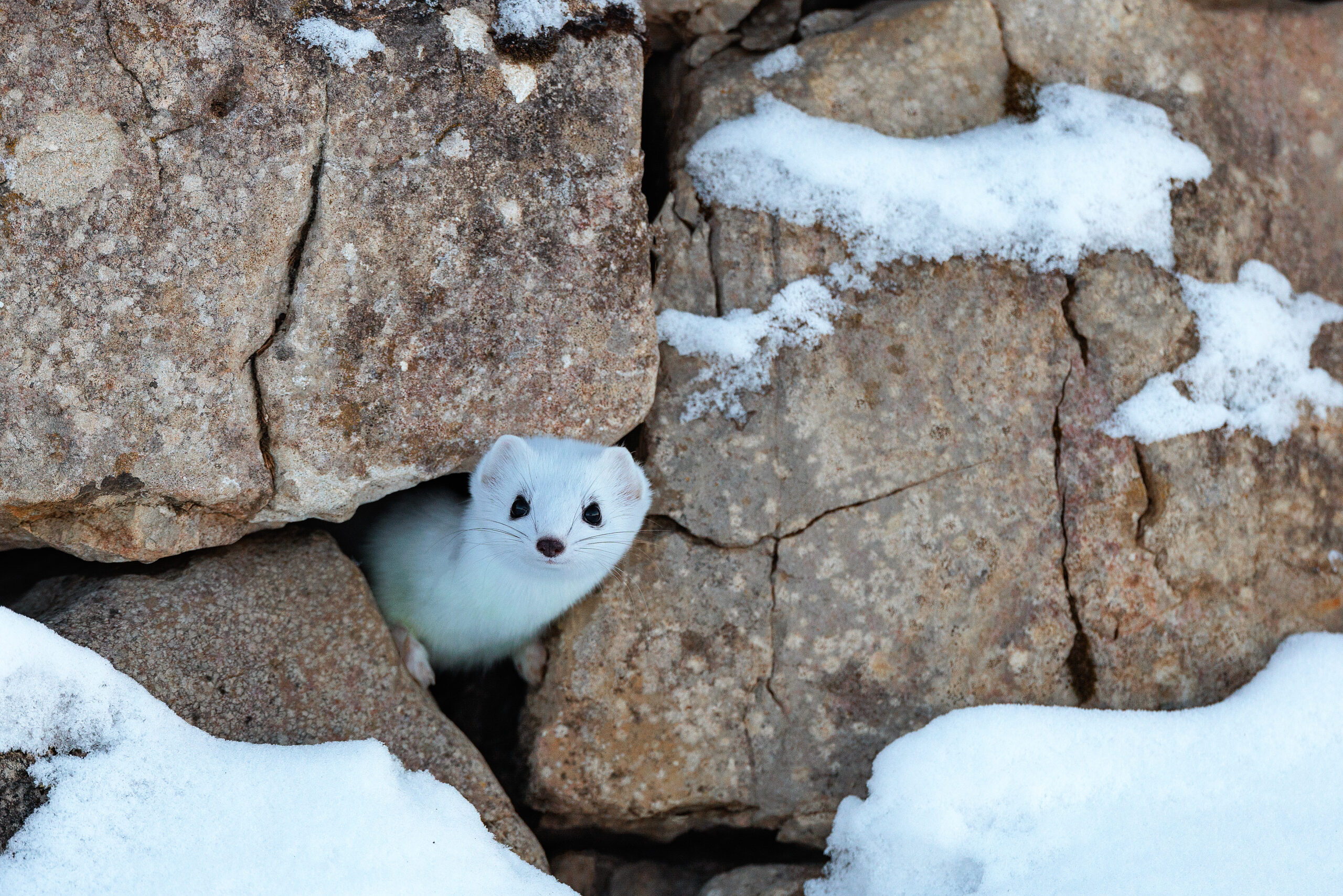 Hermine ©Jacques Bibinet - Animaux sauvages d'Europe
