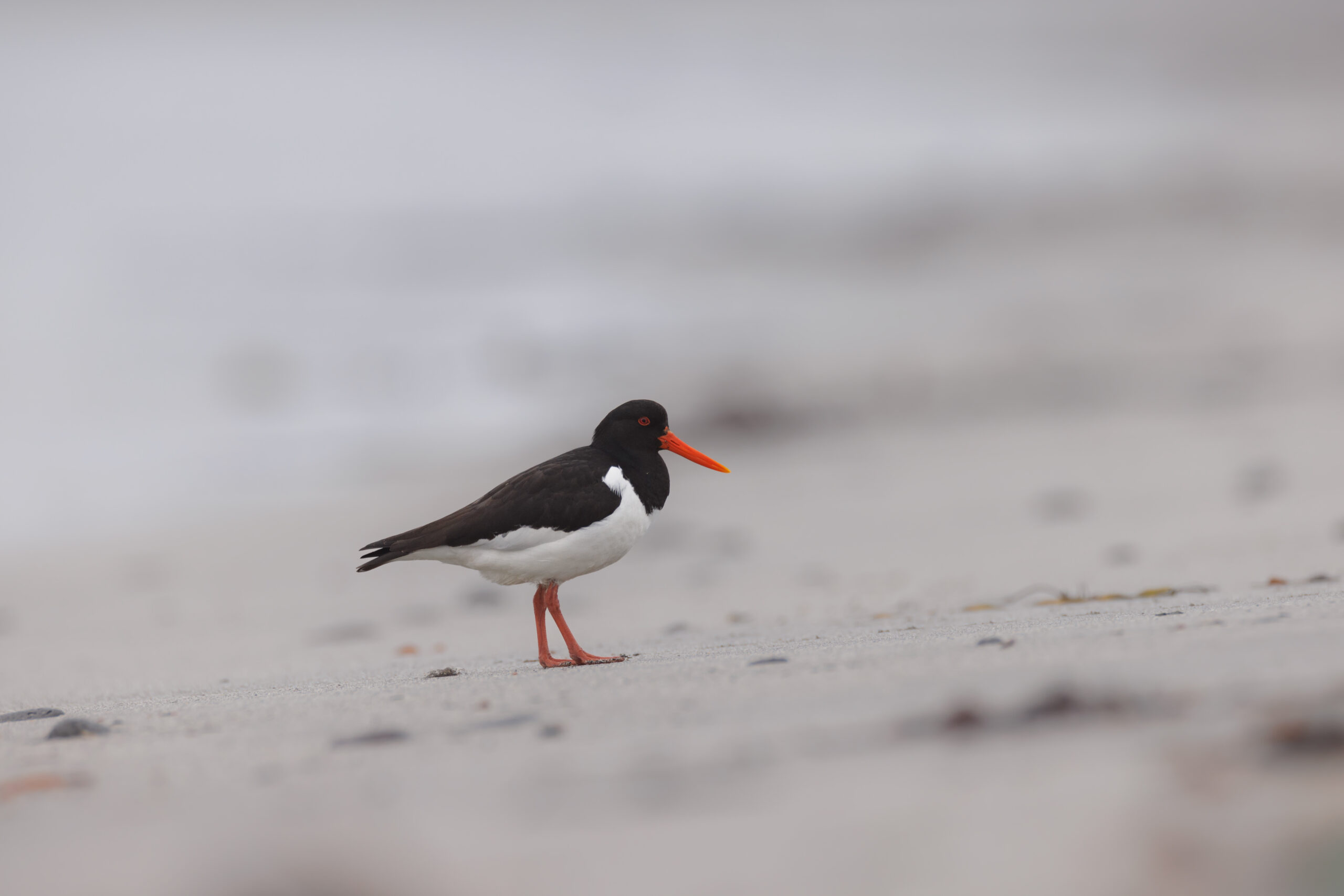 Huitrier Pie ©Jacques Bibinet - Photographe animalier