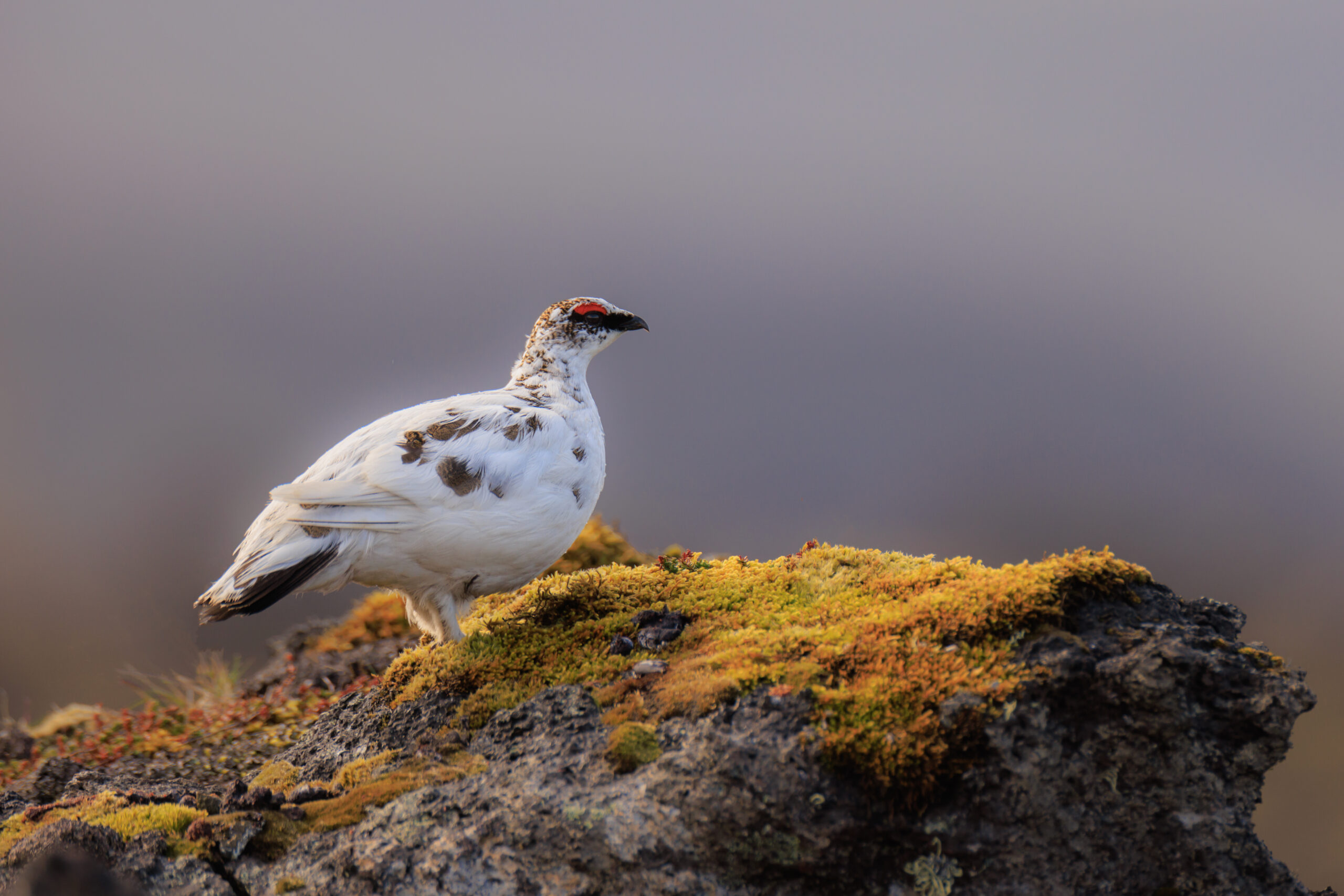 Lagopède Alpin ©Jacques Bibinet - Photographe animalier