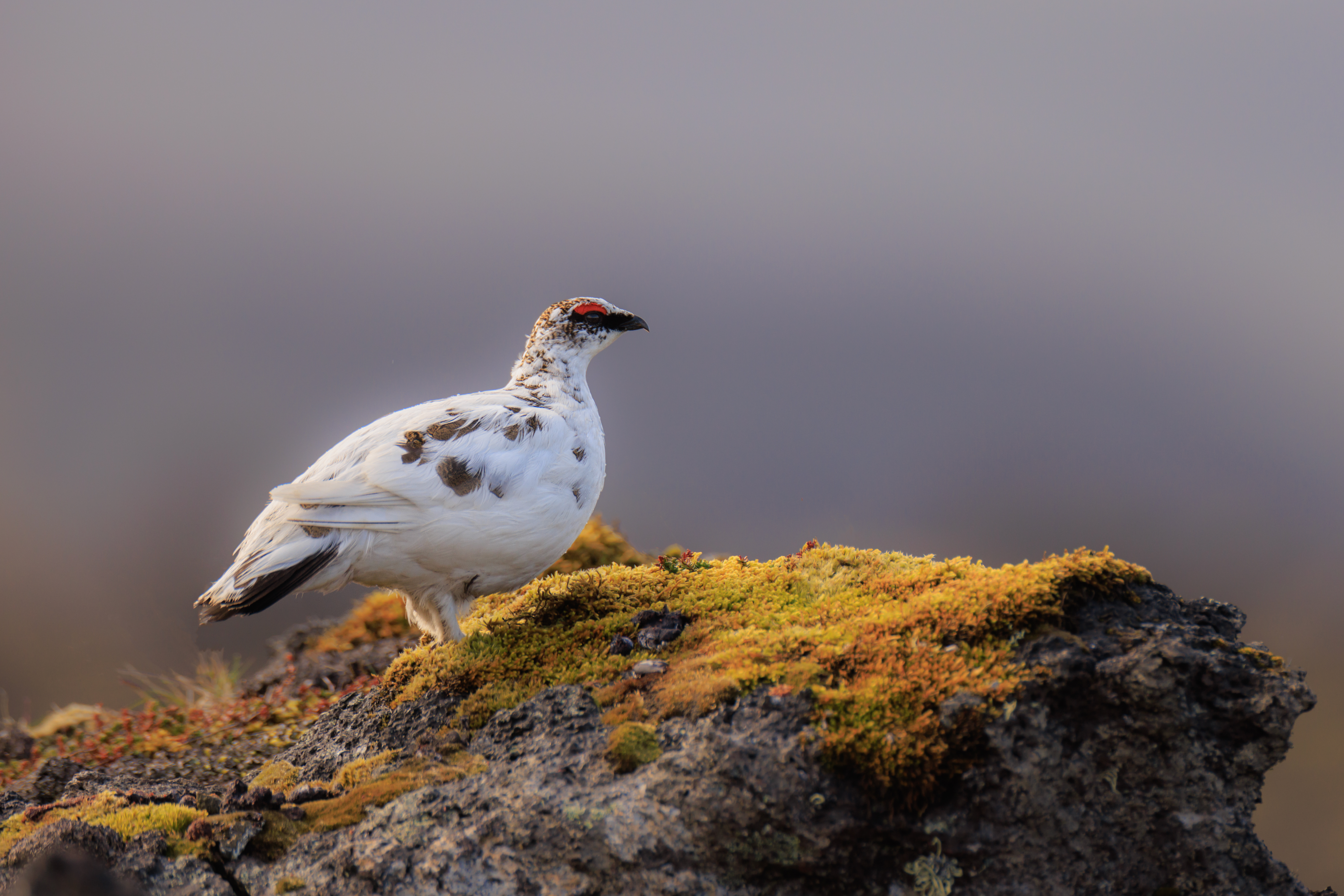 Lagopède Alpin ©Jacques Bibinet - Photographe animalier Lagopède Alpin ©Jacques Bibinet - Photographe animalier