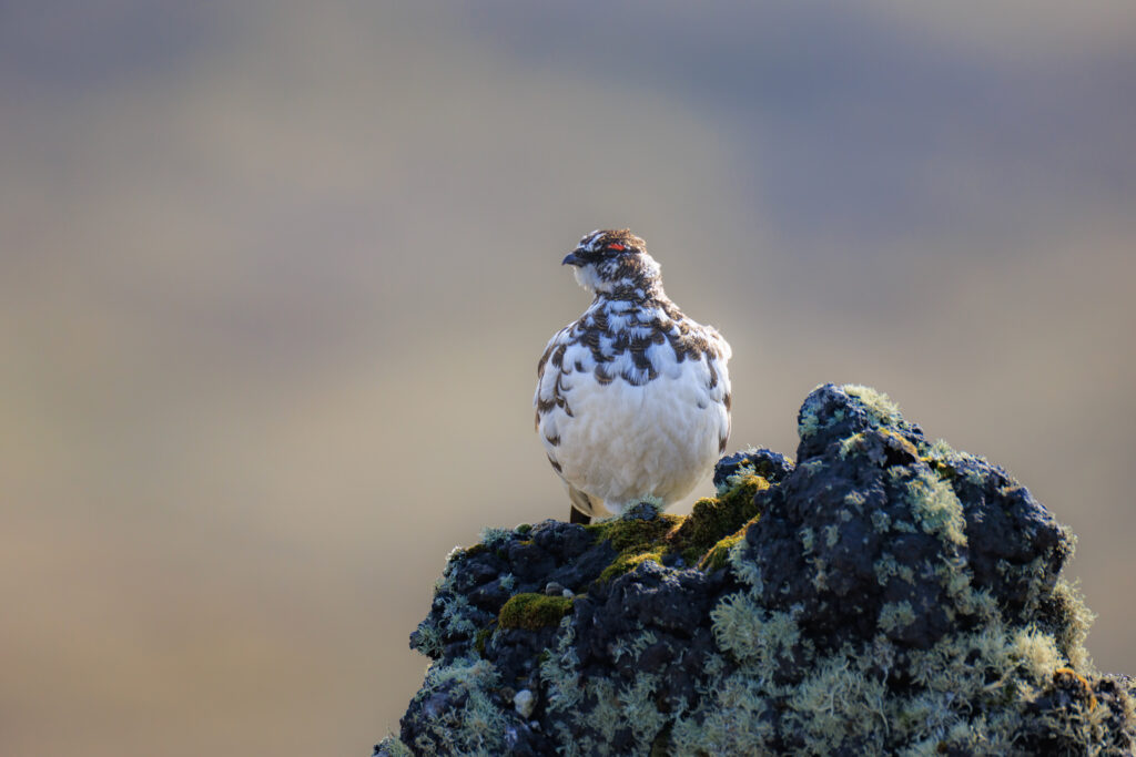 Lagopède Alpin ©Jacques Bibinet - Photographe animalier