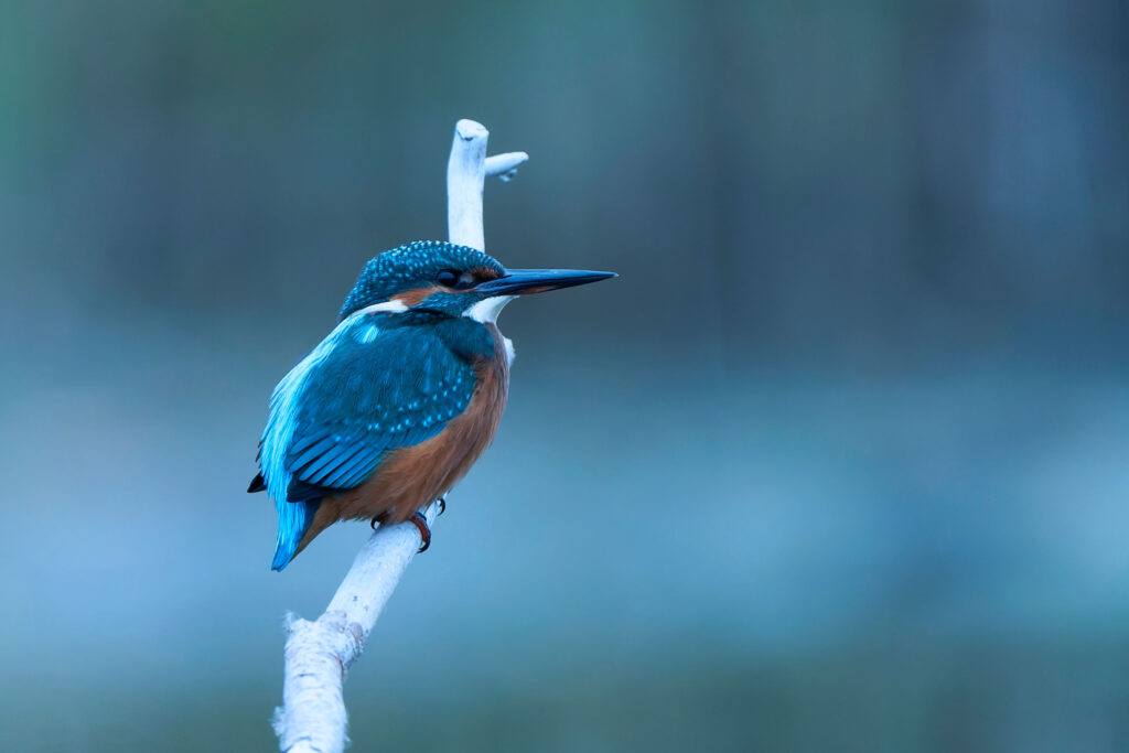 Photographier le martin pêcheur