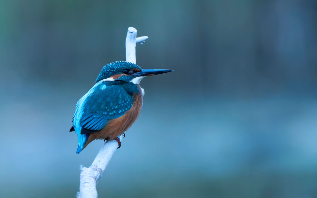 Photographier le martin pêcheur: Astuces et techniques