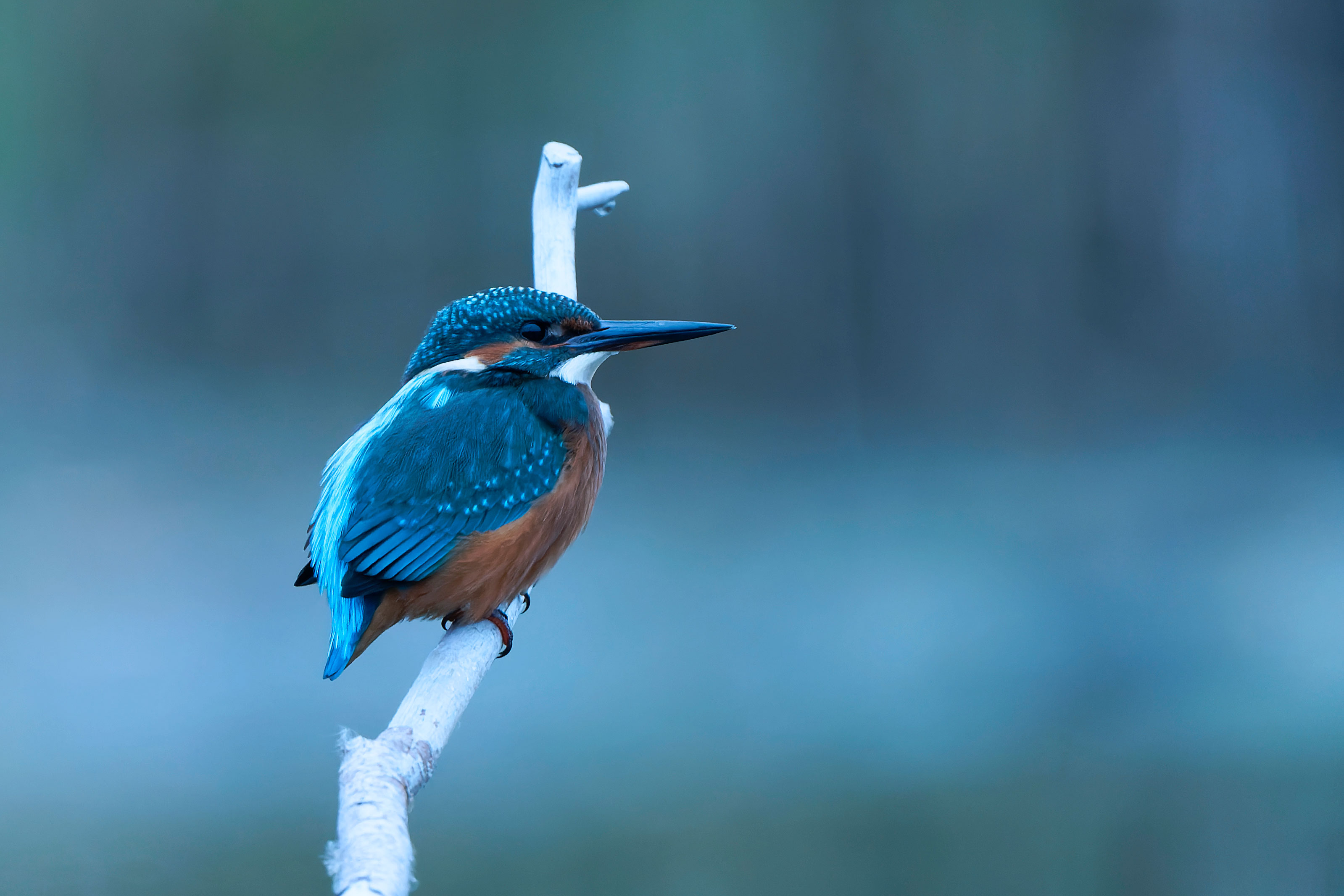 Martin-Pêcheur ©Jacques Bibinet - Photographe animalier