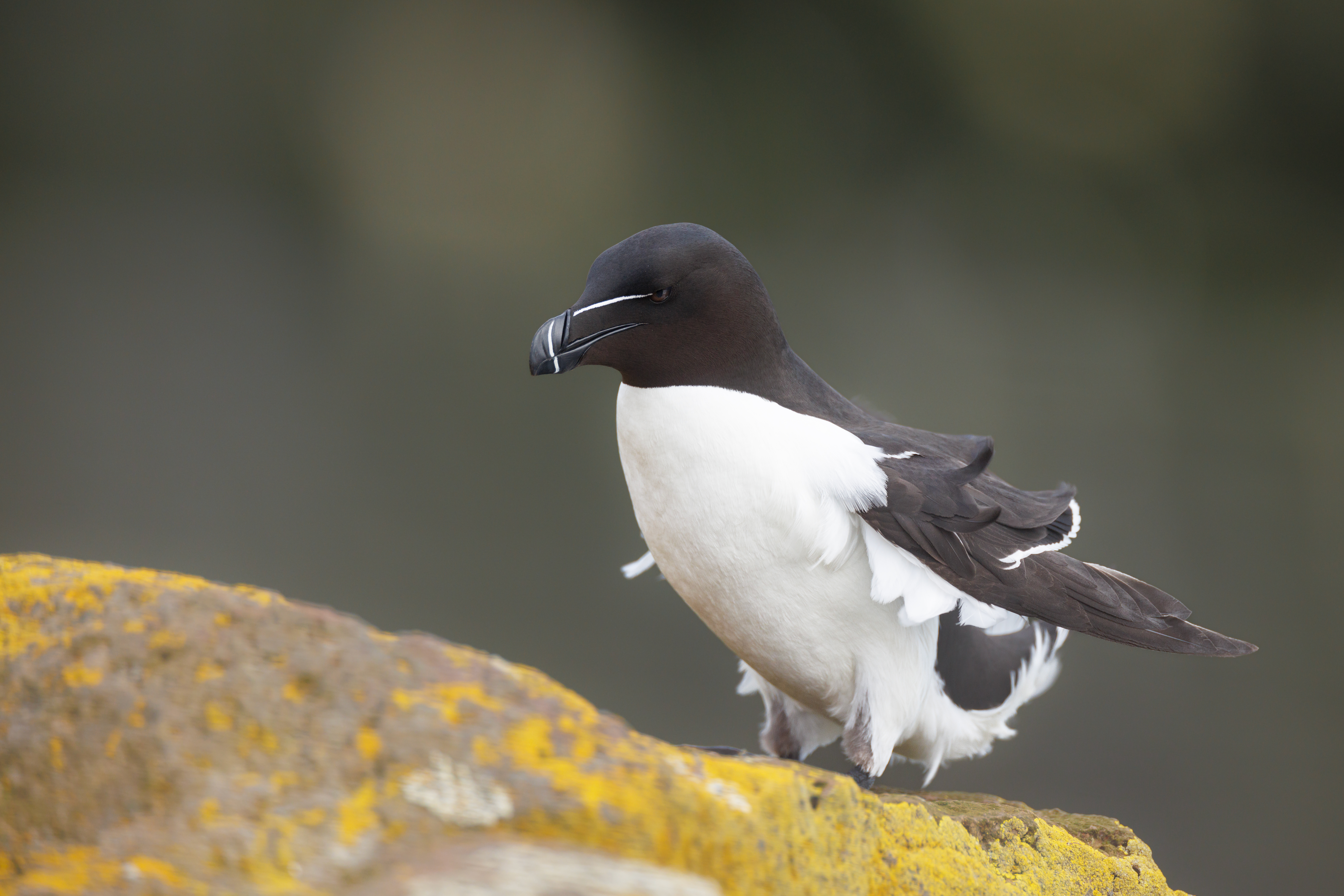 Pingouin Torda ©Jacques Bibinet - Photographe animalier Pingouin Torda ©Jacques Bibinet - Photographe animalier