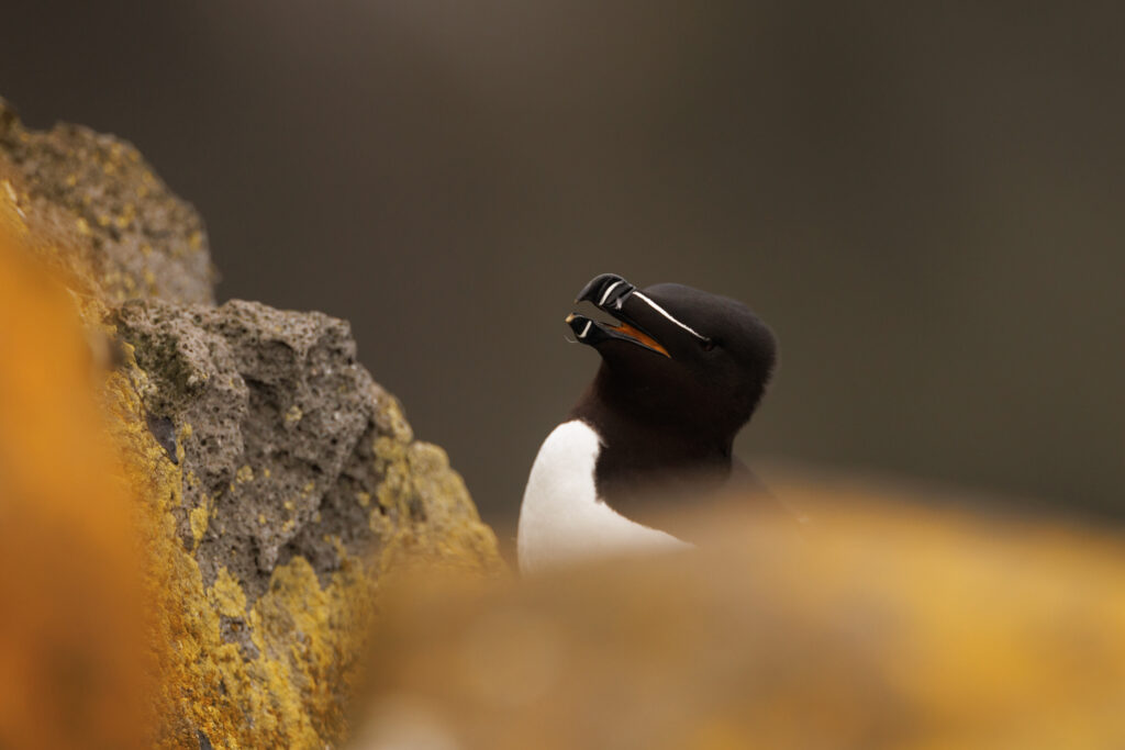 Pingouin Torda ©Jacques Bibinet - Photographe animalier