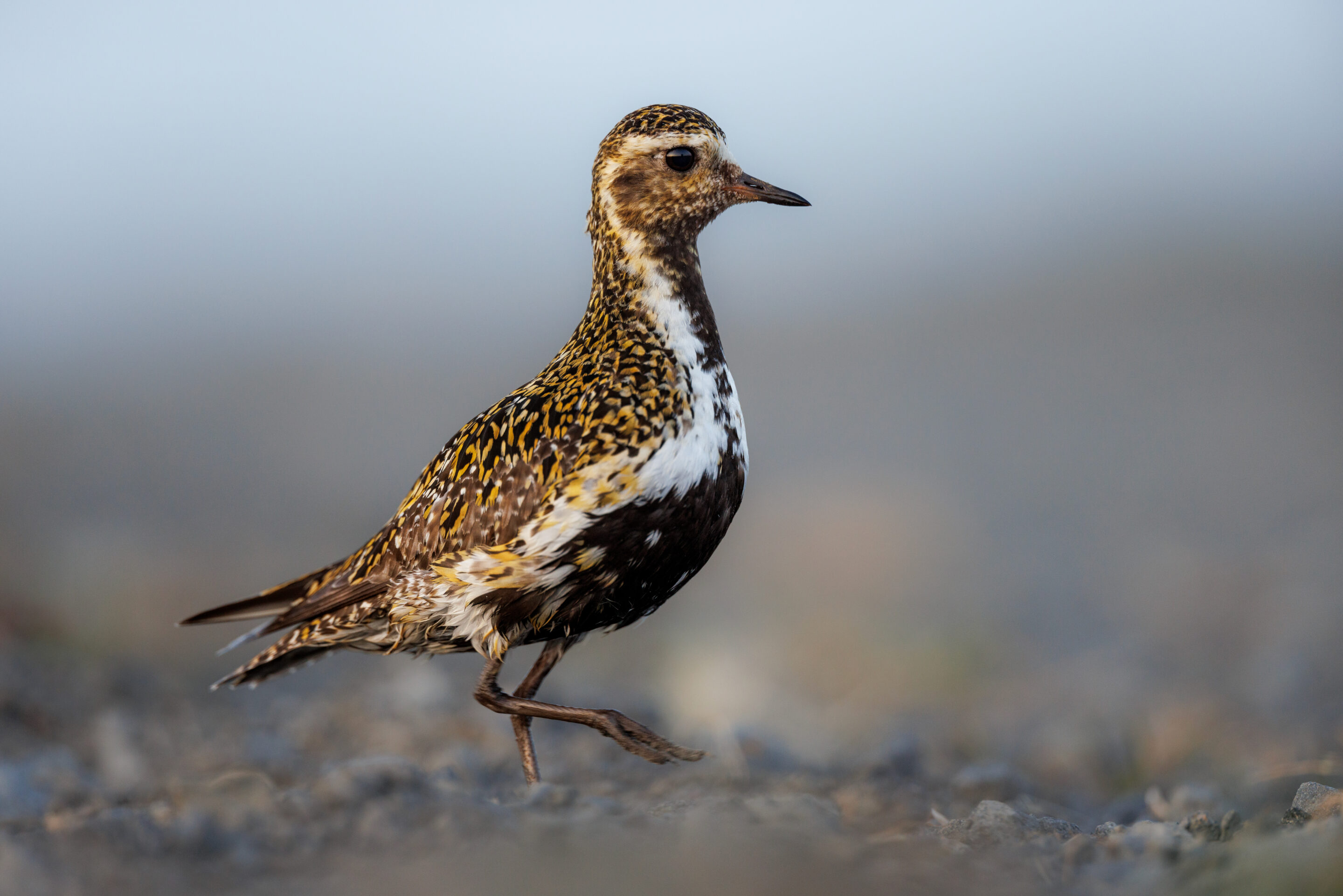 Pluvier Doré ©Jacques Bibinet - Photographe animalier Pluvier Doré ©Jacques Bibinet - Photographe animalier