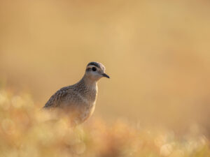 Pluvier Guignard ©Jacques Bibinet - Animaux sauvages d'Europe