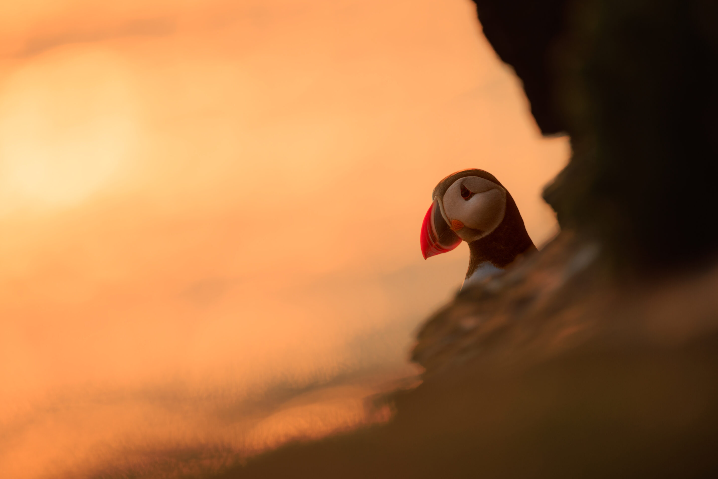 Puffin ©Jacques Bibinet - Photographe animalier Puffin ©Jacques Bibinet - Photographe animalier